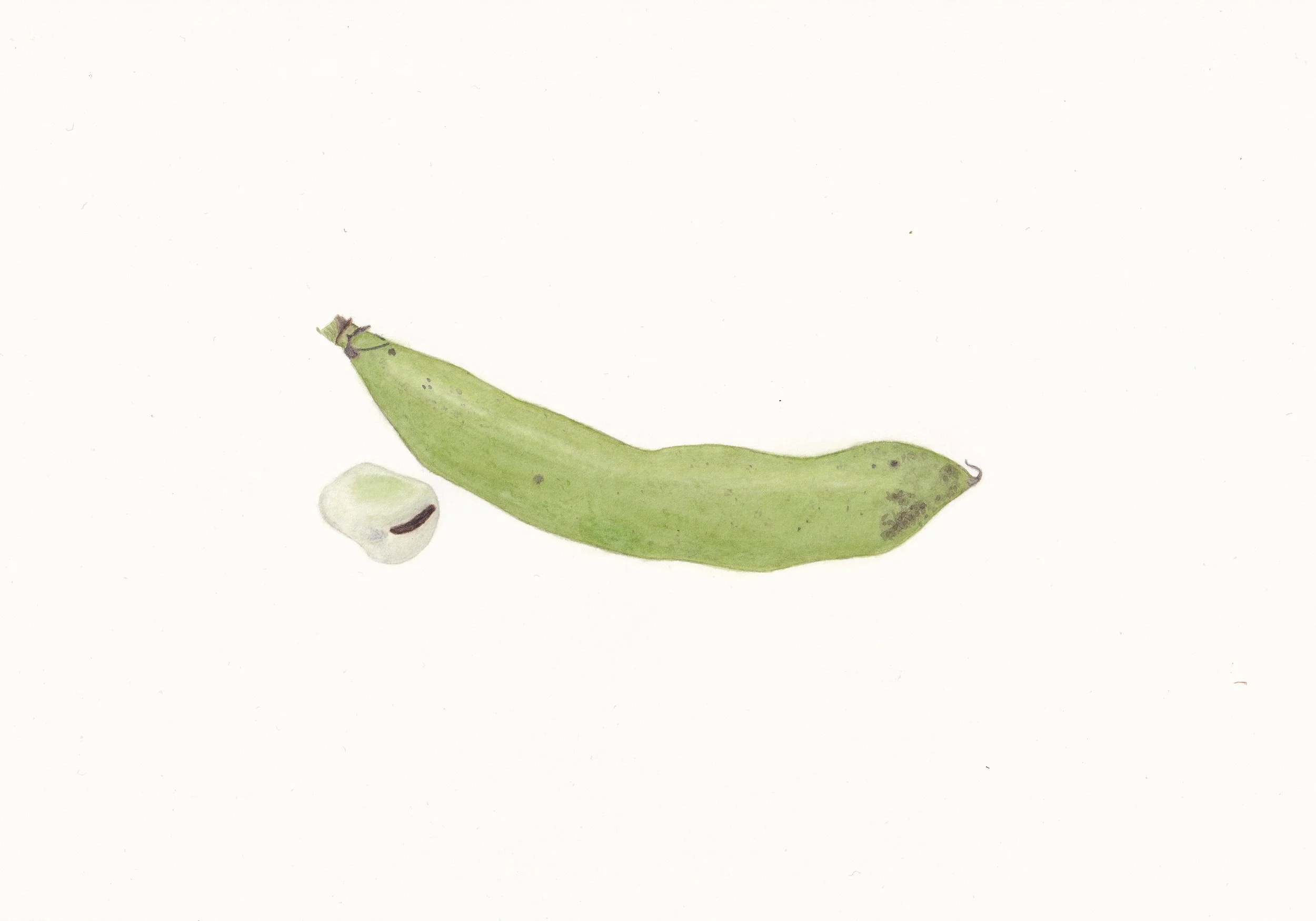 Fava Bean, watercolor