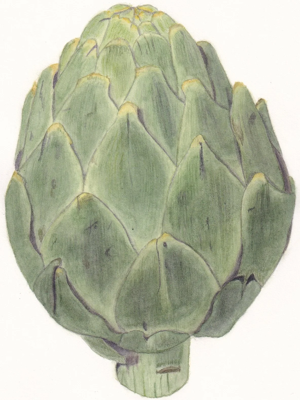 JessieC_Artichoke_20260819_0001.jpg
