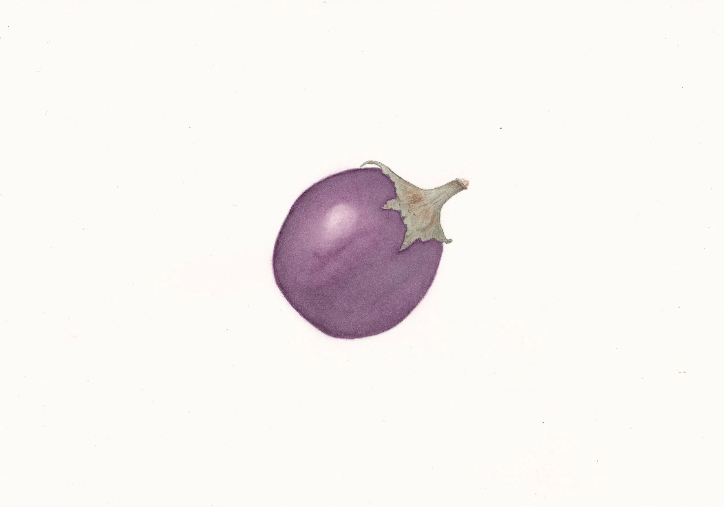 Indian Eggplant, watercolor