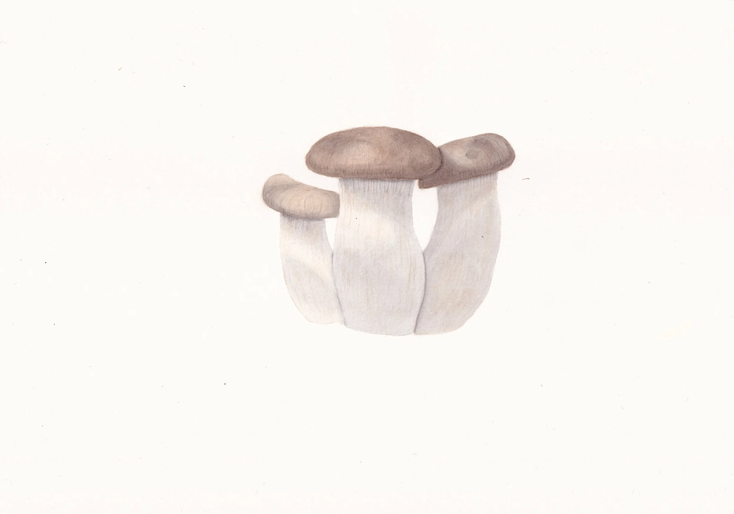 king_trumpet_mushroom_20260514_0001.jpg