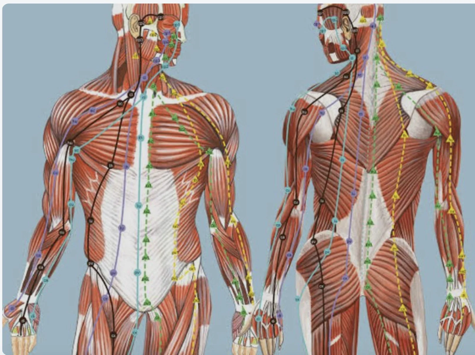 Fascia 101 and Gliding Movements for the Body Workshop