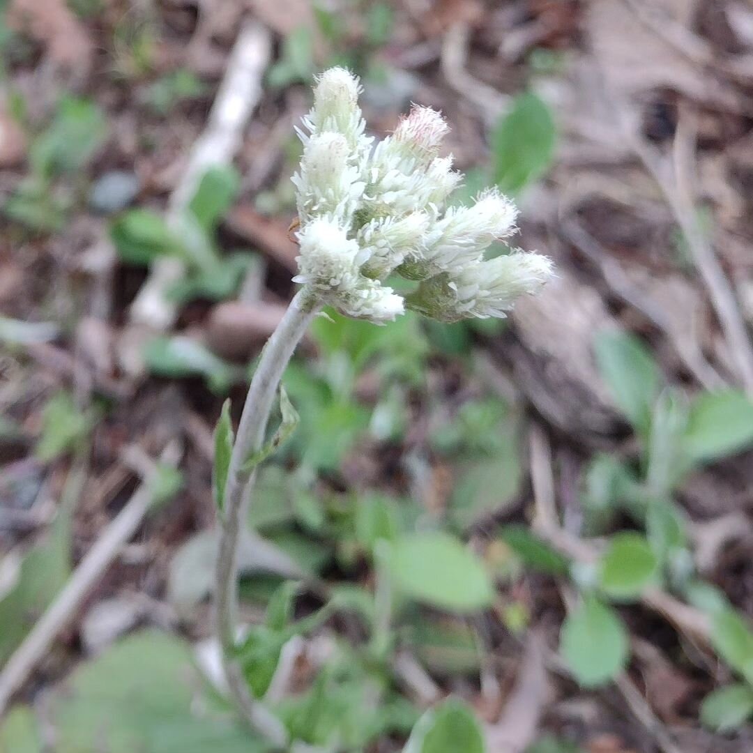 Antennaria plantaginifolia, plaintain leaf pussytoes, is a native perennial that indeed is growing wild in a few corners of the farm. 
It is a low growing plant, and spreads out in clumps making it useful as ground cover. The flowers, in addition to 