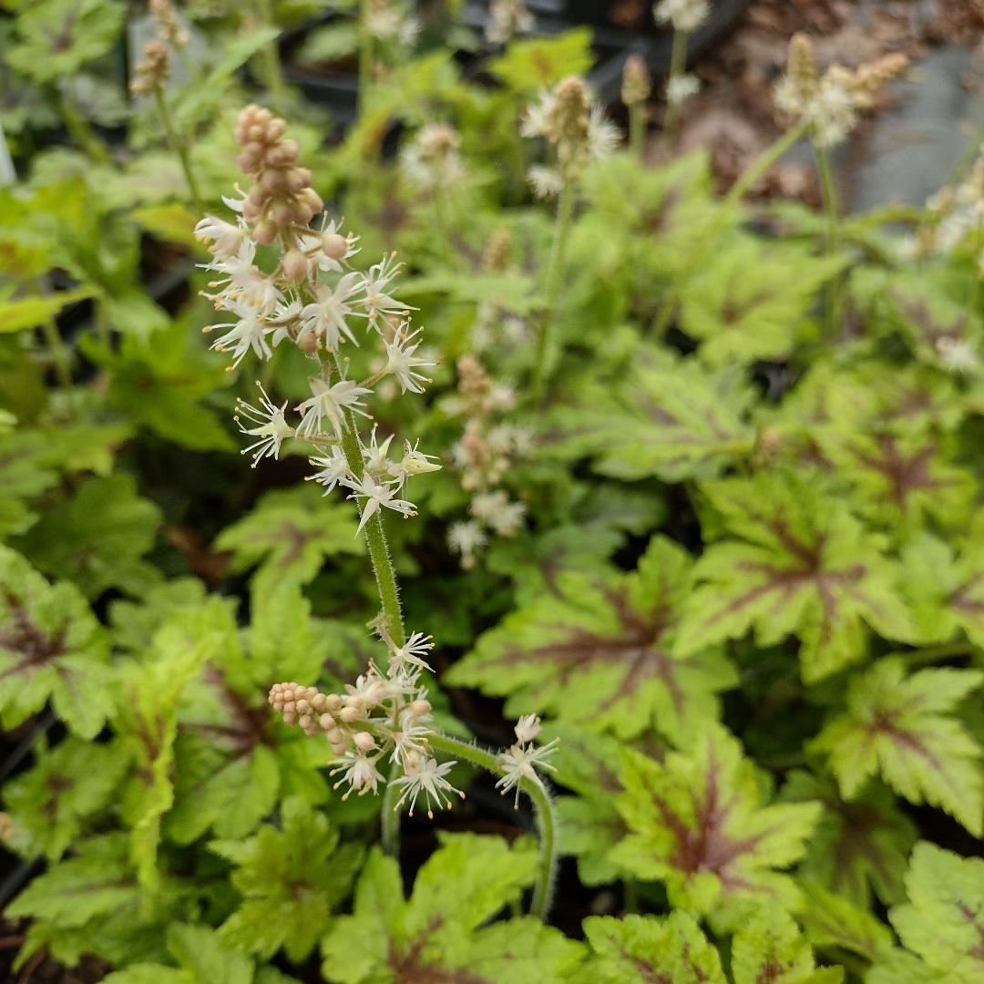 This Tiarella cultivar, 'Elizabeth Oliver', has especially dramatic leaves. Foamflower is a beautiful native shade plant, and I'll have more of them @durhamfarmersmarket this Saturday!