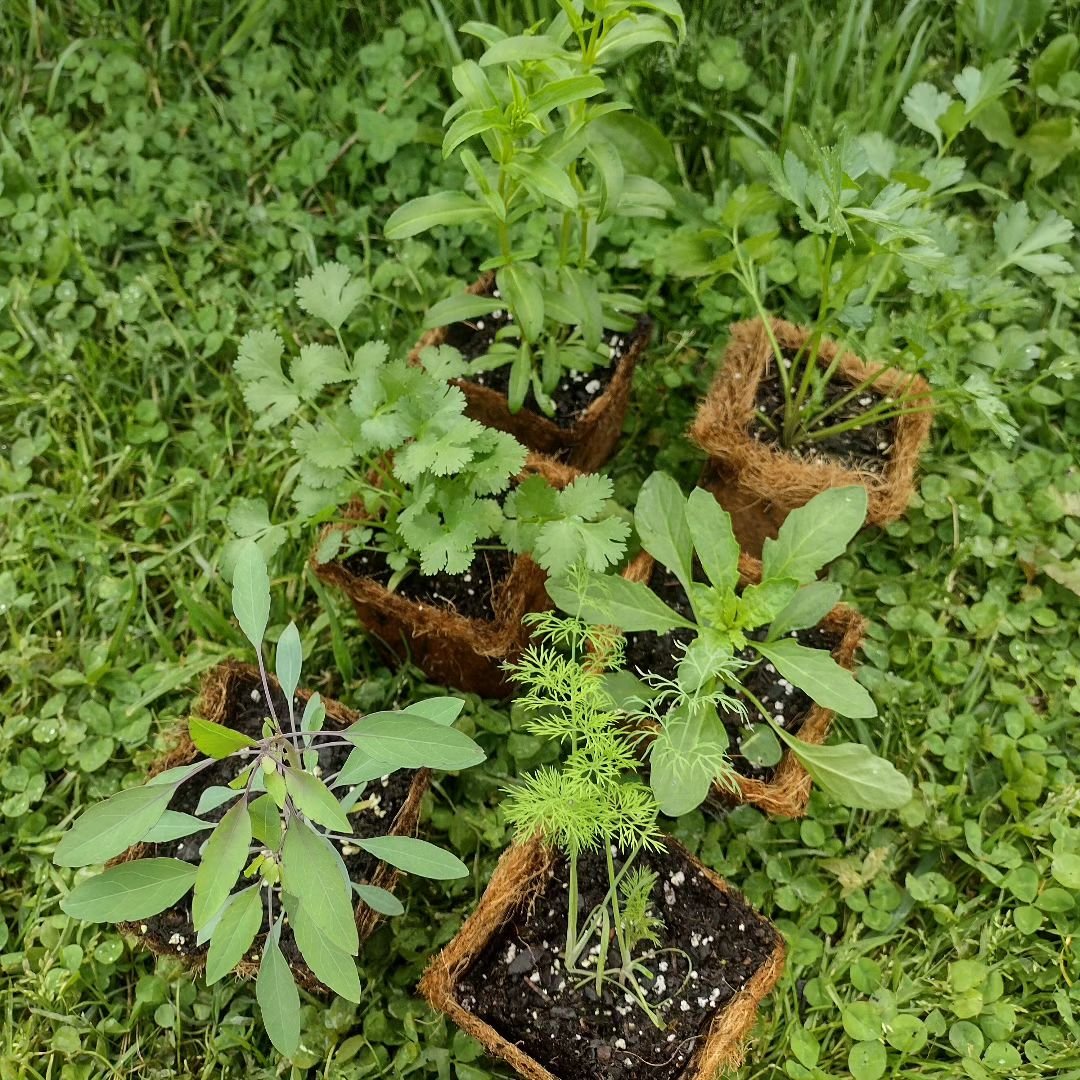 Some herbs, clockwise from the top:
Peric&oacute;n, parsley, epazote, dill, quilquina, cilantro

When people ask me what a plant, herb, or vegetable tastes like, I often hesitate to answer. While its true than many green things taste similar to other