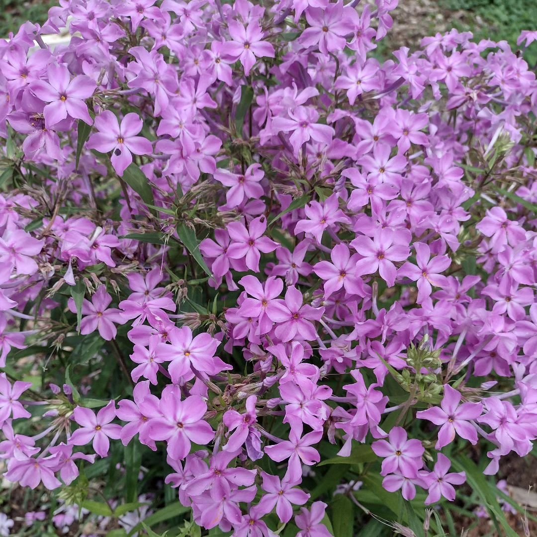 Thickleaf phlox (Phlox carolina) is a wonderful subtle addition to your garden. Ok, not so subtle, but it is quite pink.
Feeds pollinators, easy to maintain, and this plant can thrive in a range of sun levels.

Get some @durhamfarmersmarket this week