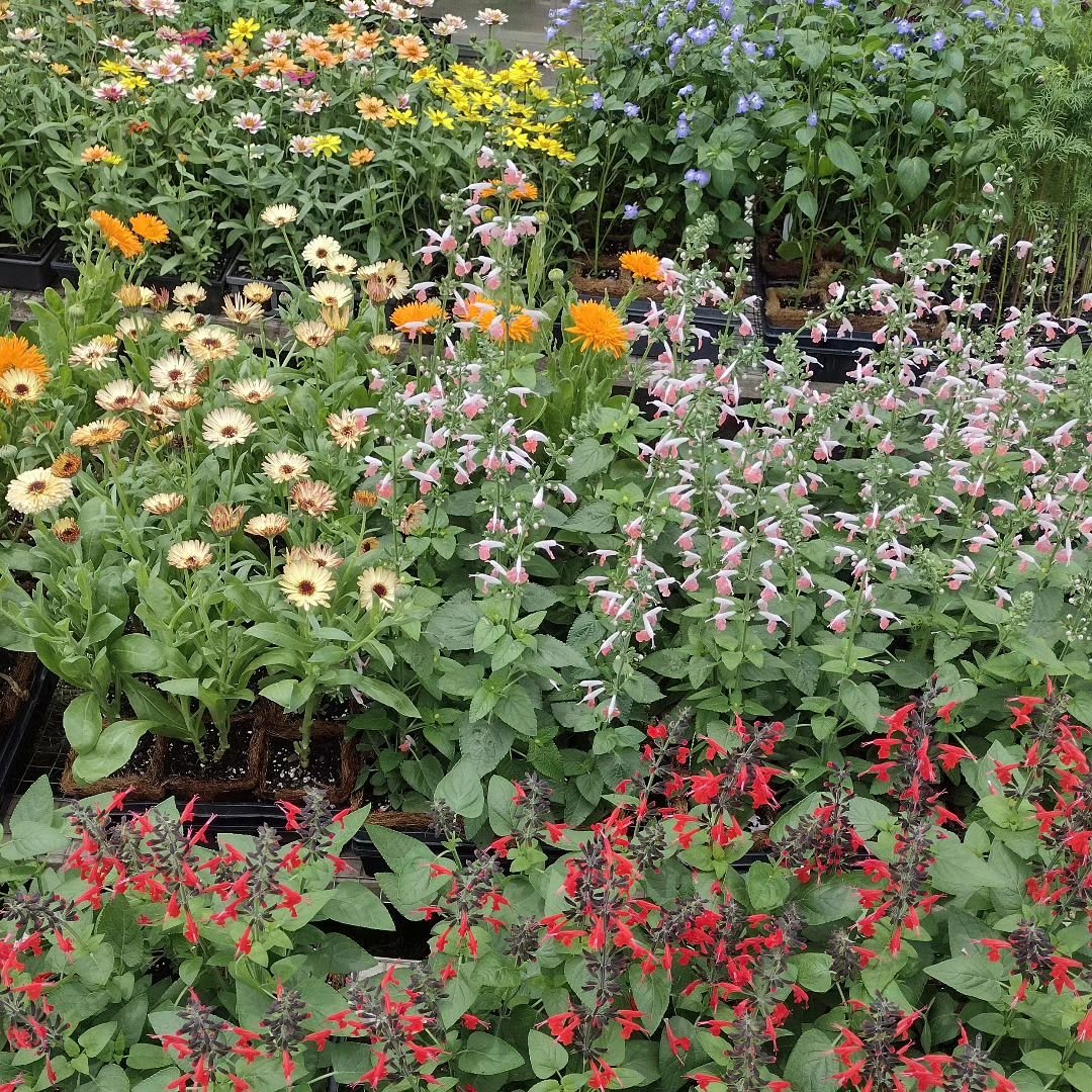 Lots of flowering annuals coming to market this week too!
It looks like it could be the most perfect day to celebrate Mothers Day, graduations, and the Strawberry Shindy at the @durhamfarmersmarket