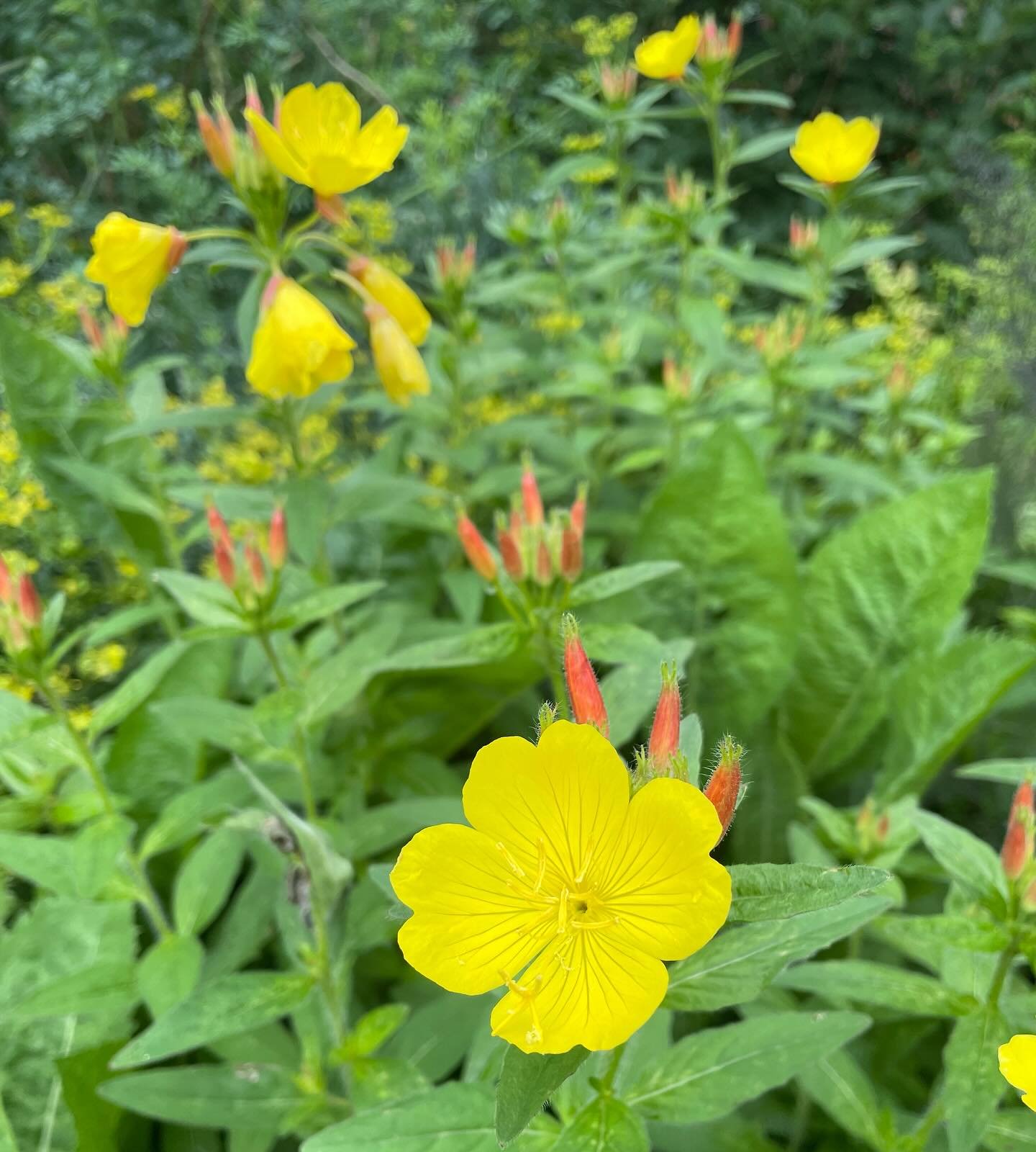 Sundrops, Oenothera fruticosa, are bursting out after this rainy week! 

I am hoping the sun will also be out this weekend. We have lots more flowers for market this Saturday. And this Sunday are our last scheduled open nursery hours of the spring. N