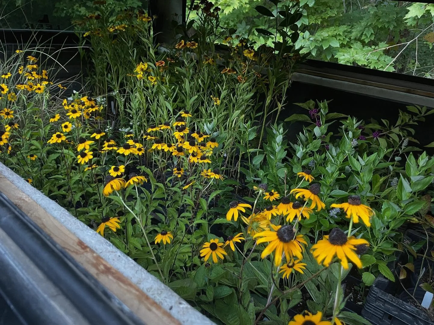 The second vehicle is loaded for the return of our deep stall of plants at @durhamfarmersmarket tomorrow morning. A wide range of native perennials and shrubs, a few house plants, a few fall vegetable starts. And of course we&rsquo;ll have a table of
