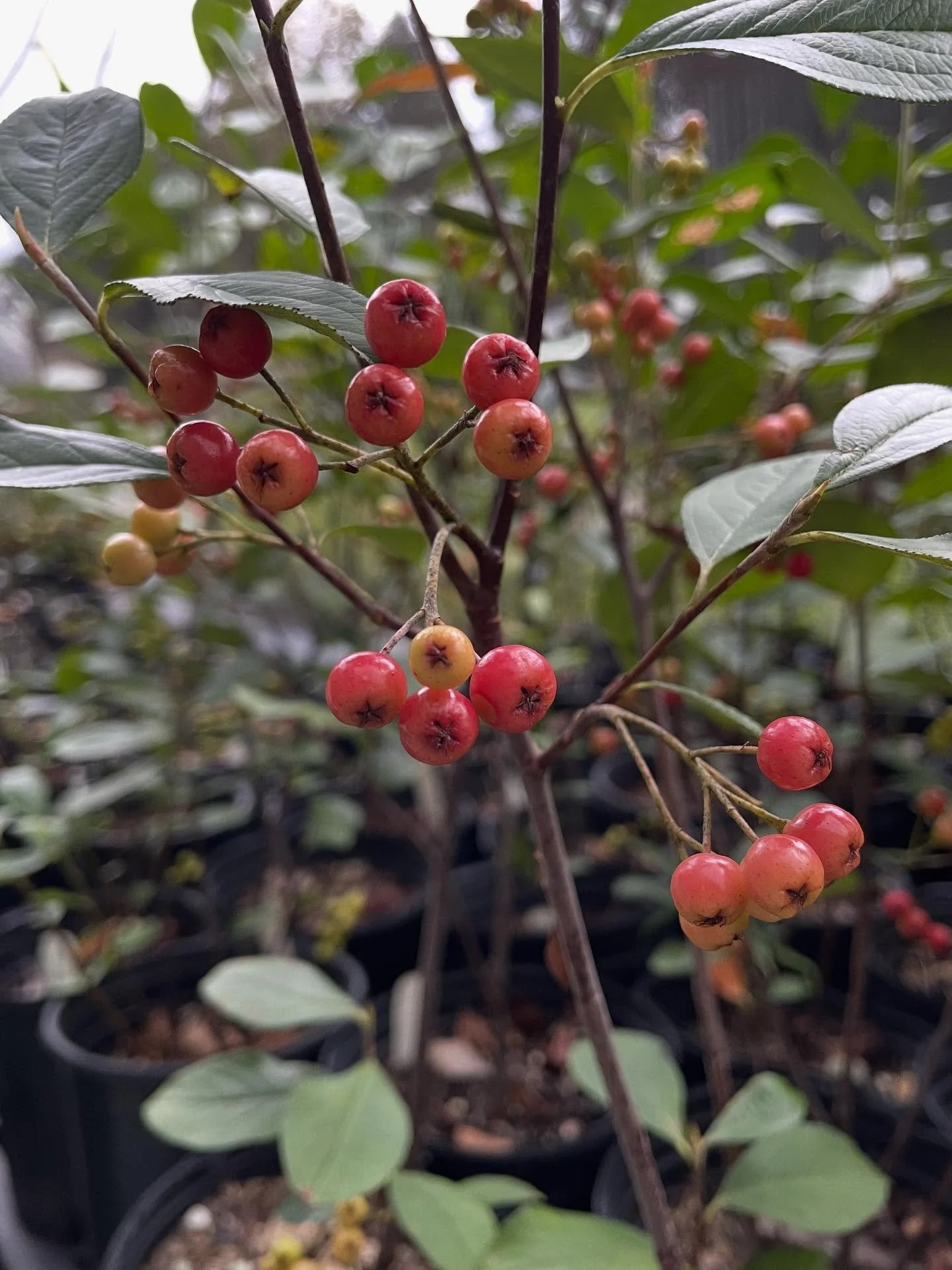 The first open nursery day of the fall is this Sunday, September 14 from 12 to 4pm!

Lots of good native perennials and shrubs, some other nice garden plants, lettuce starts, and even some houseplant will all be available. And by the way, I love givi