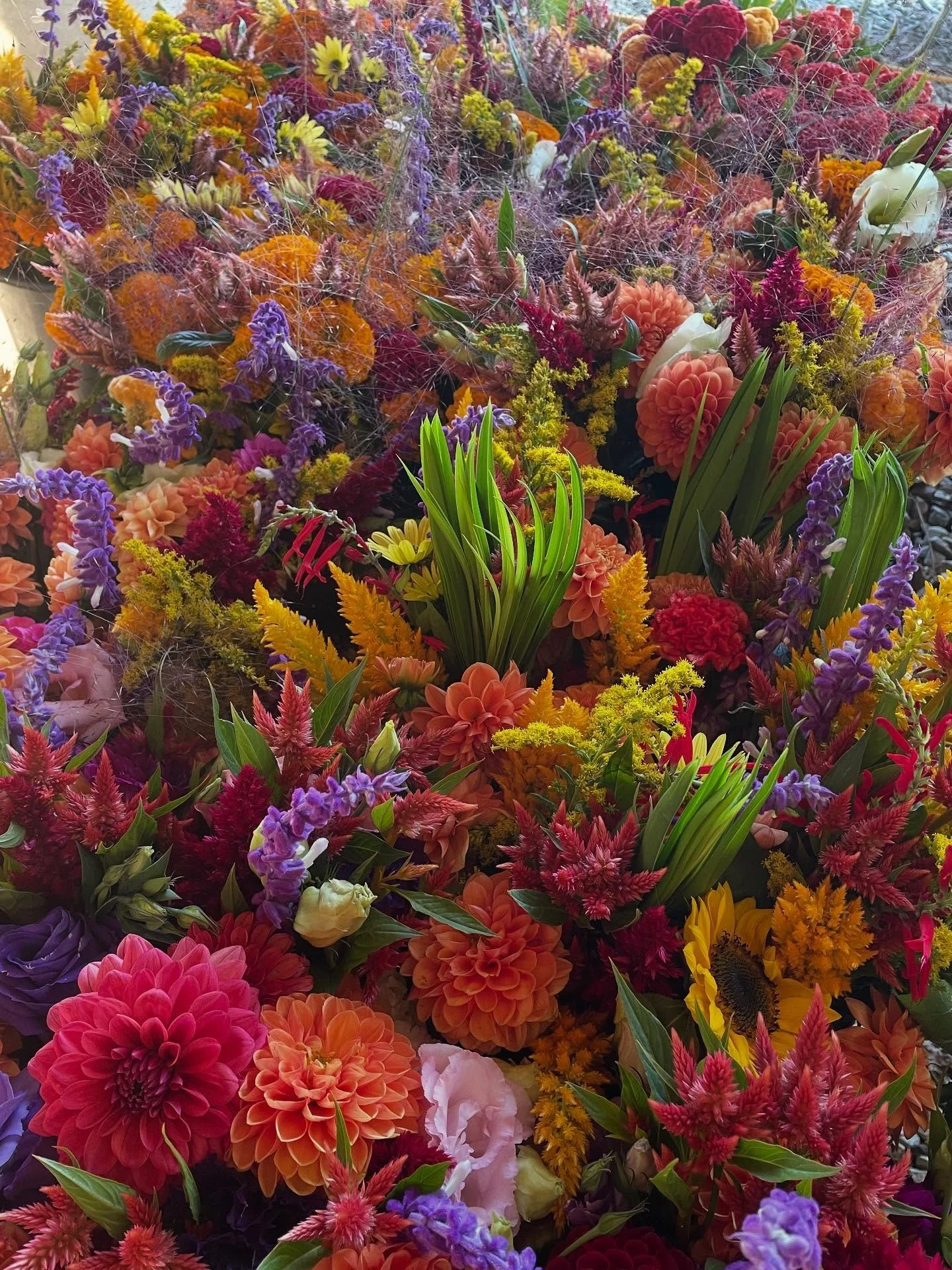 Something like 65 bouquets/bunches ready for a very gorgeous October morning @durhamfarmersmarket 

We will also have ginger, peppers, and other produce, a few veggies starts, house plants, and a dozen backyards&rsquo; worth of native perennials and 