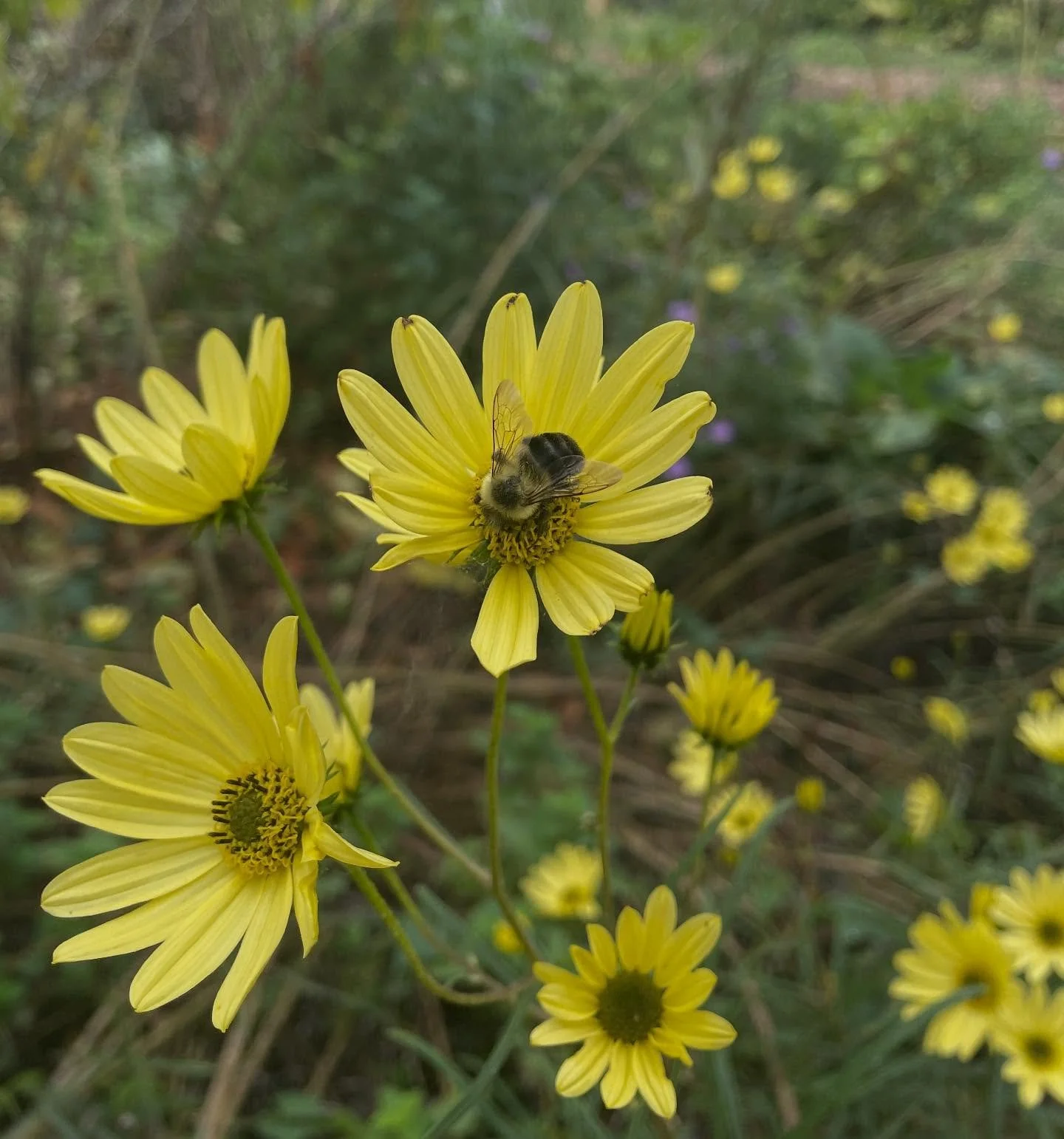 Swamp Sunflower (Helianthus angustifolia) currently open for nectar lovers!

Ever Laughter Nursery will be open this Sunday October 12 2-4pm for the last scheduled plant sale day of 2025!

If you can&rsquo;t make it this Sunday but are wanting to vis