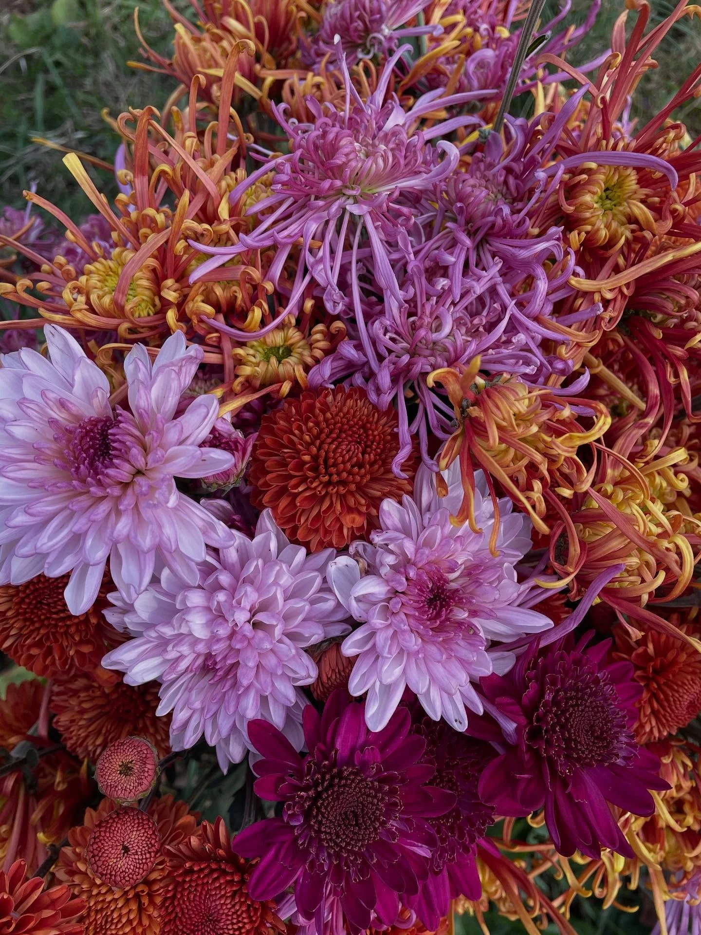 Spidermums and the Incredible Hulk

@durhamfarmersmarket this Saturday, I&rsquo;ll have lots of greens, carrots, other roots, the last poblanos of the year, and even more&hellip; you&rsquo;ll just have to come see for yourself!