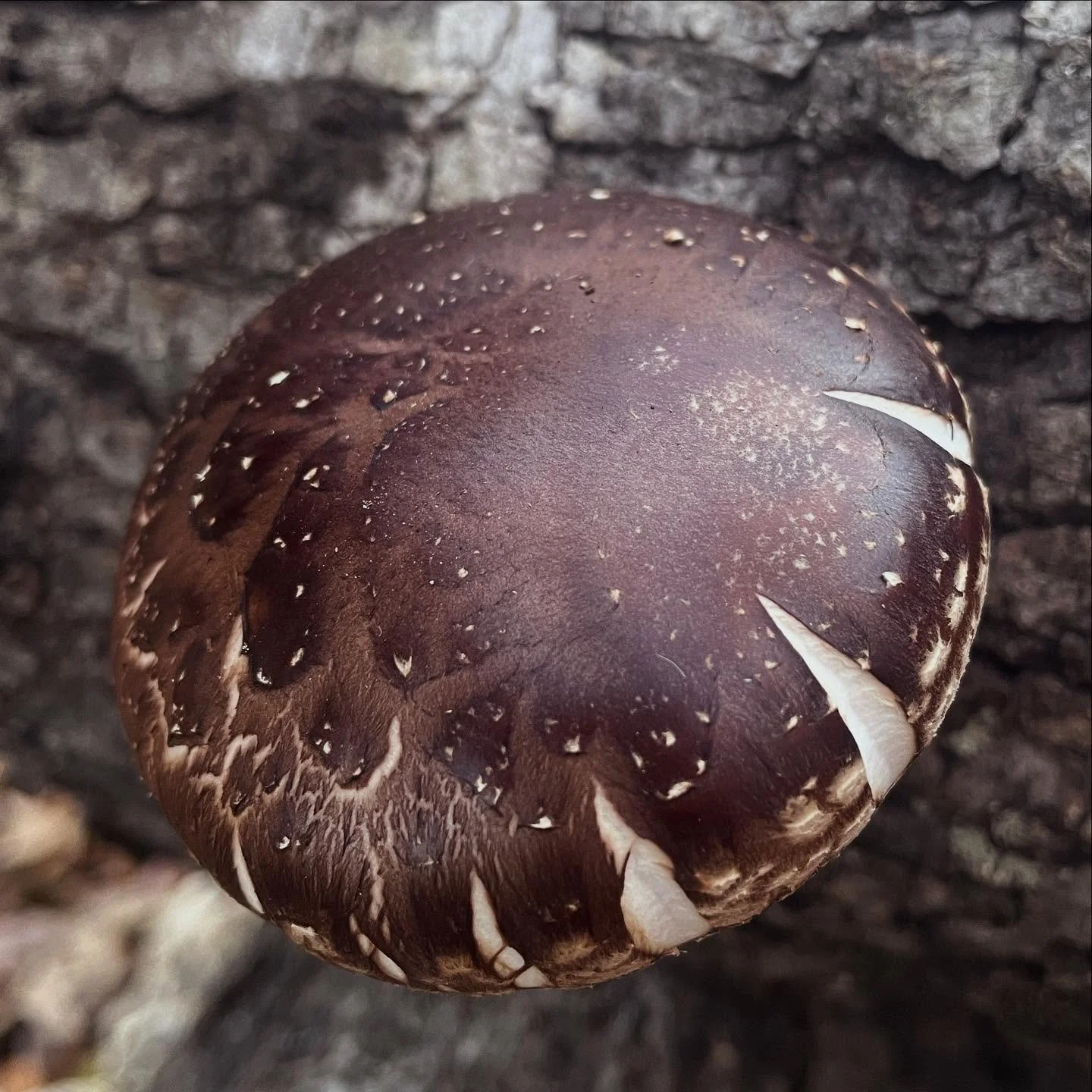 I will have beets and rutabagas at @durhamfarmersmarket tomorrow!!!!
🍄&zwj;🟫🍄&zwj;🟫🍄&zwj;🟫