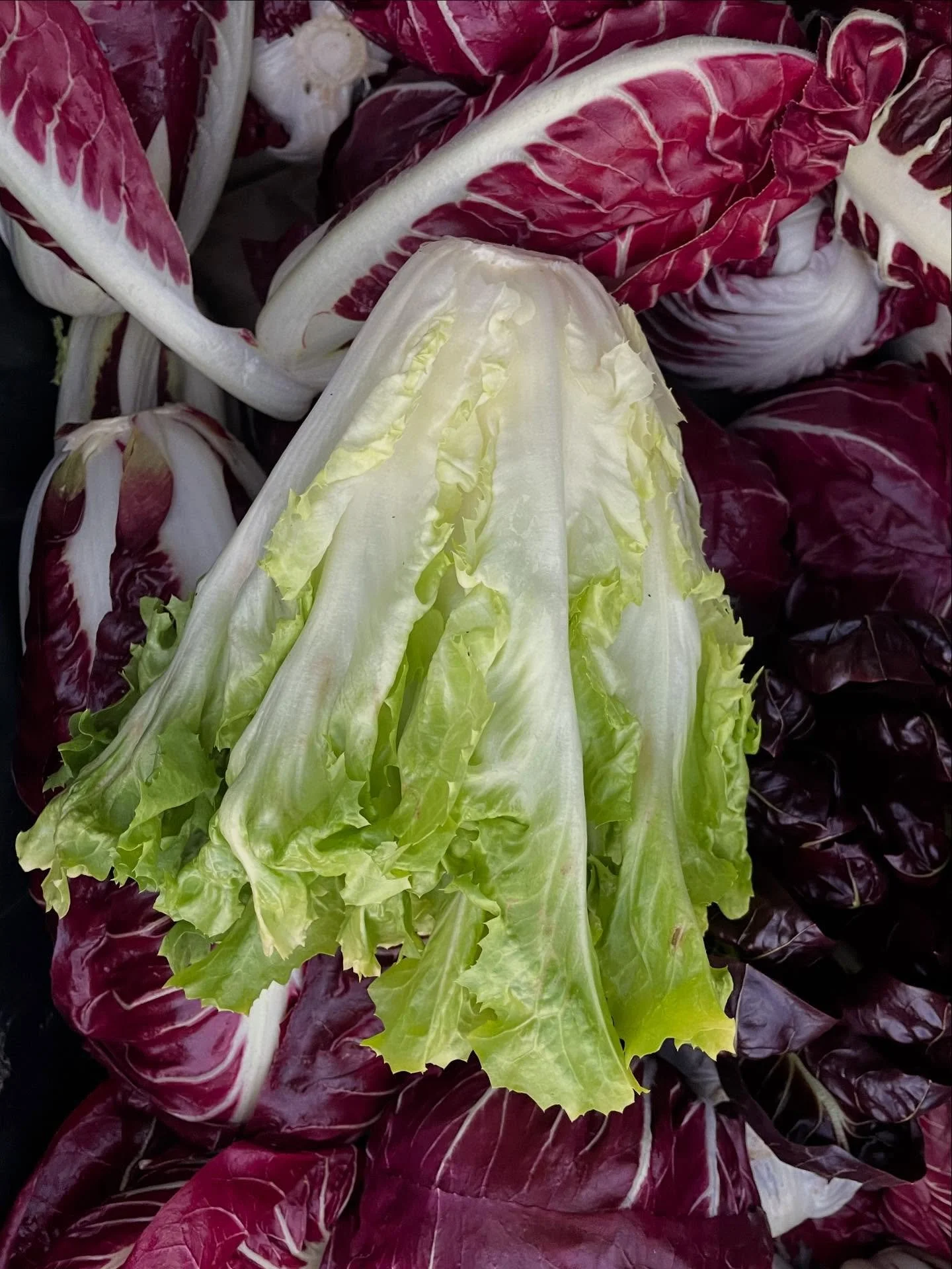 Escarole and radicchio as well as carrots, rutabagas, turnips, watermelon radishes, fennel, cilantro, collards, and some dried flowers all coming to a very special pre-Thanksgiving market this afternoon 2-5 @durhamfarmersmarket 
See you soon and from