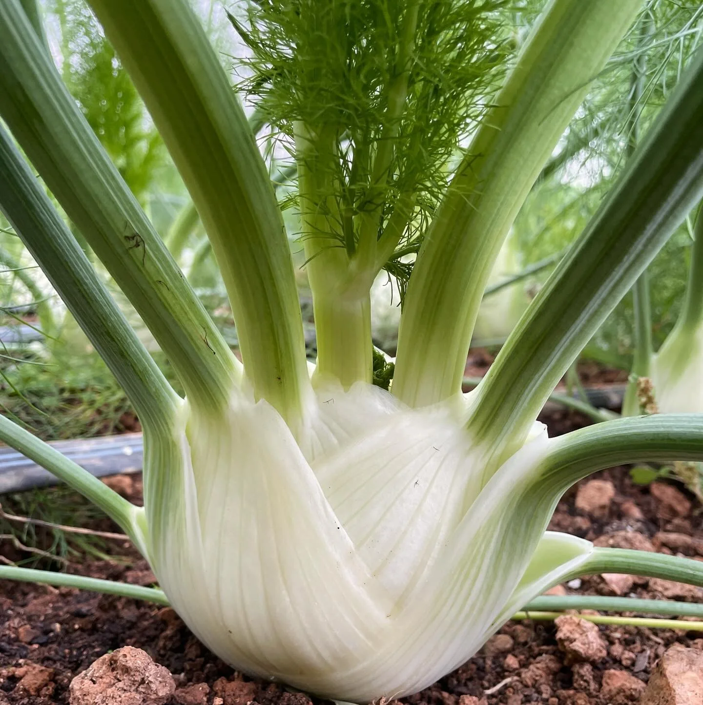 Winter market season @durhamfarmersmarket begins tomorrow morning. 9-12 every Saturday now through March.
I am cold and wet from market prep this week, but really looking forward to sharing the vegetables. Big fennel, big carrots, big rutabagas, big 