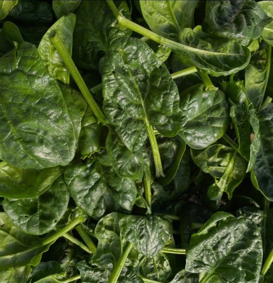 Glad to be back at @durhamfarmersmarket this Saturday. I&rsquo;ll have some winter sweetened spinach, celery, a few other greens, and many rutabagas. See ya in the morning!