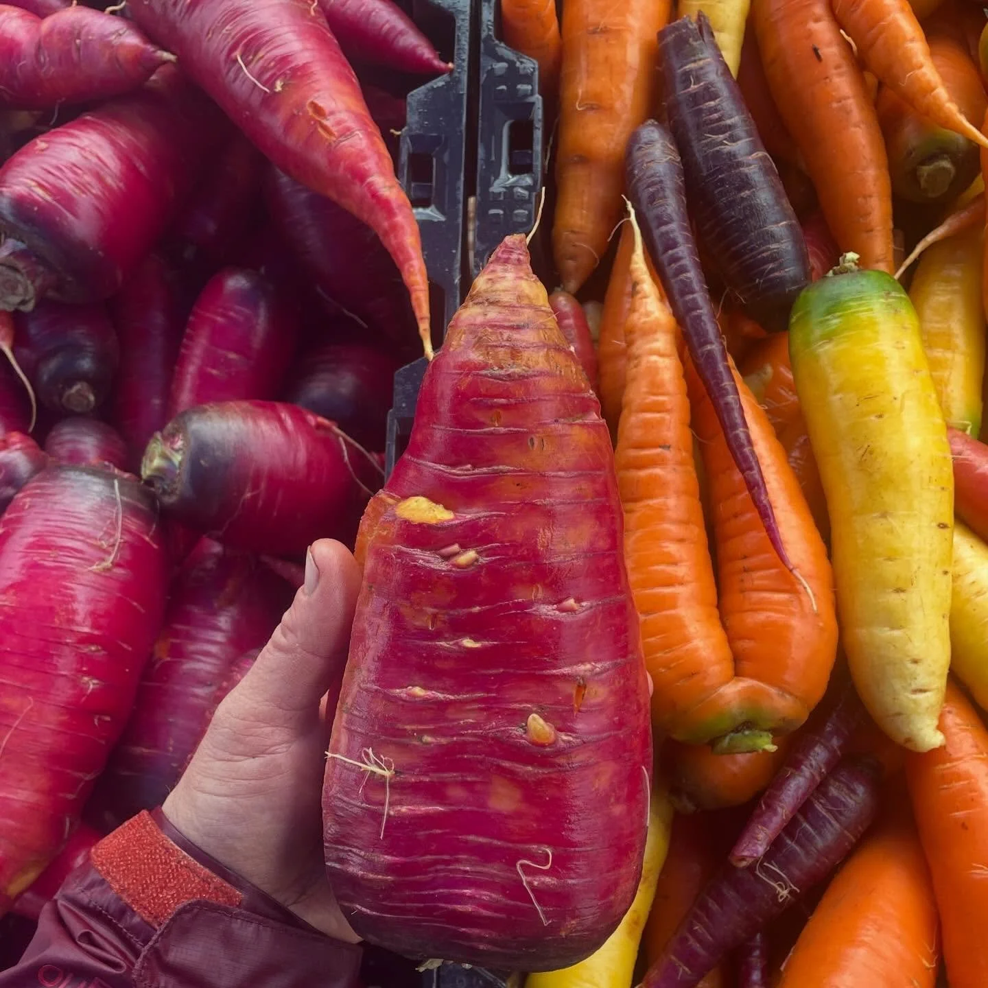My goal with carrots this fall was to grow two types:
huge and giant. 🐋🥕

You may have noticed I have lots of big roots at market these days. This is intentional although I realize I am asking people to commit to more vegetable than they may be use