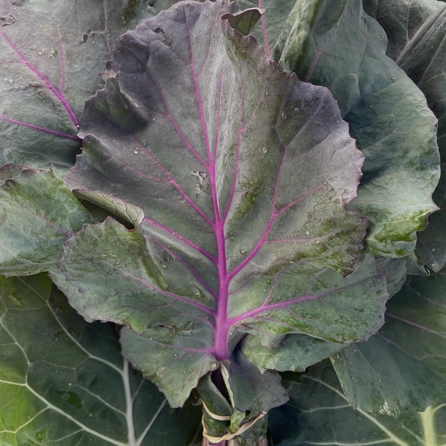 @durhamfarmersmarket tomorrow

Love is the answer