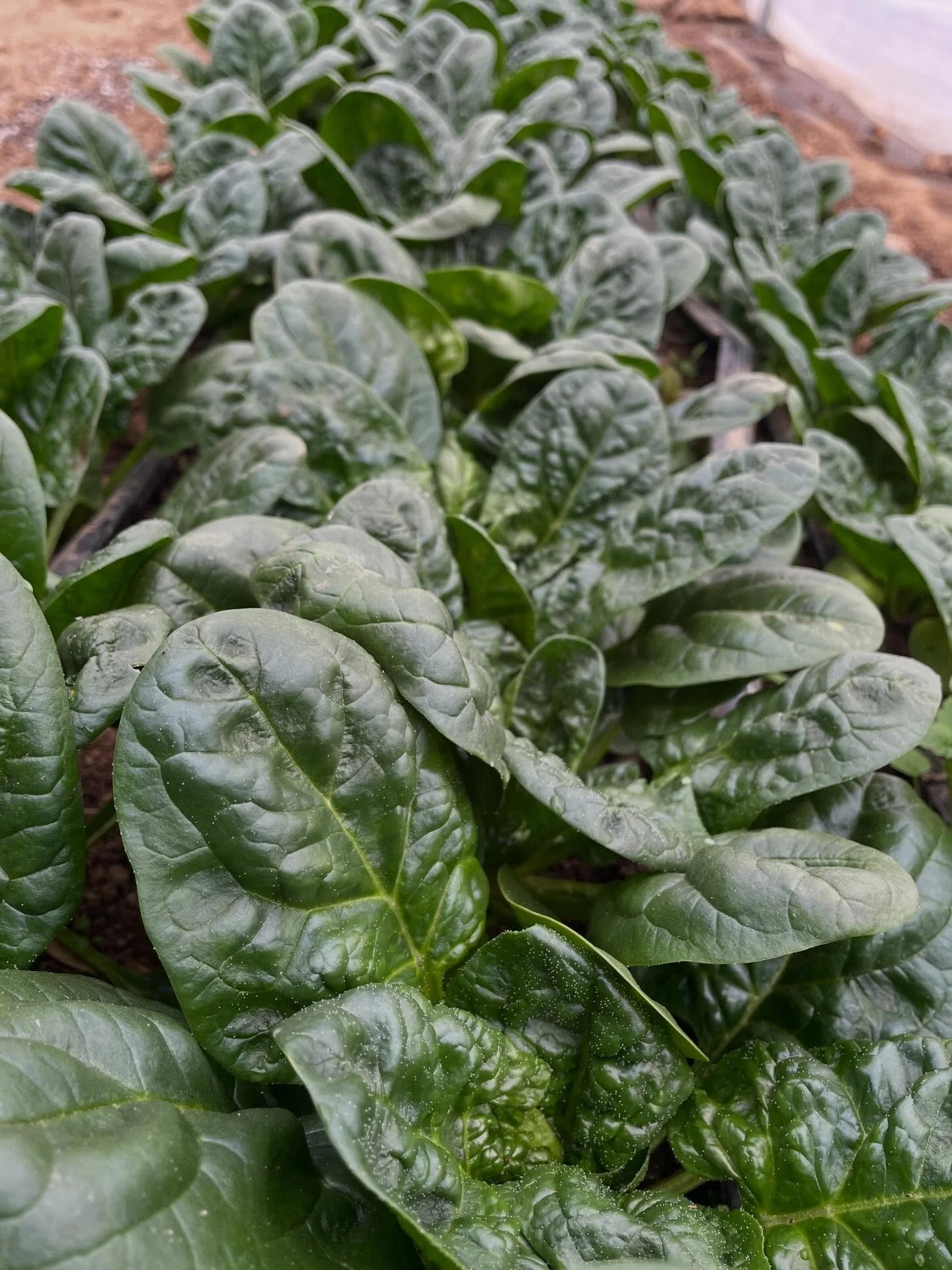 Much more spinach springing for the @durhamfarmersmarket this Saturday! I will have a few plants! And maybe a bunch of flowers if I don&rsquo;t keep them for myself.