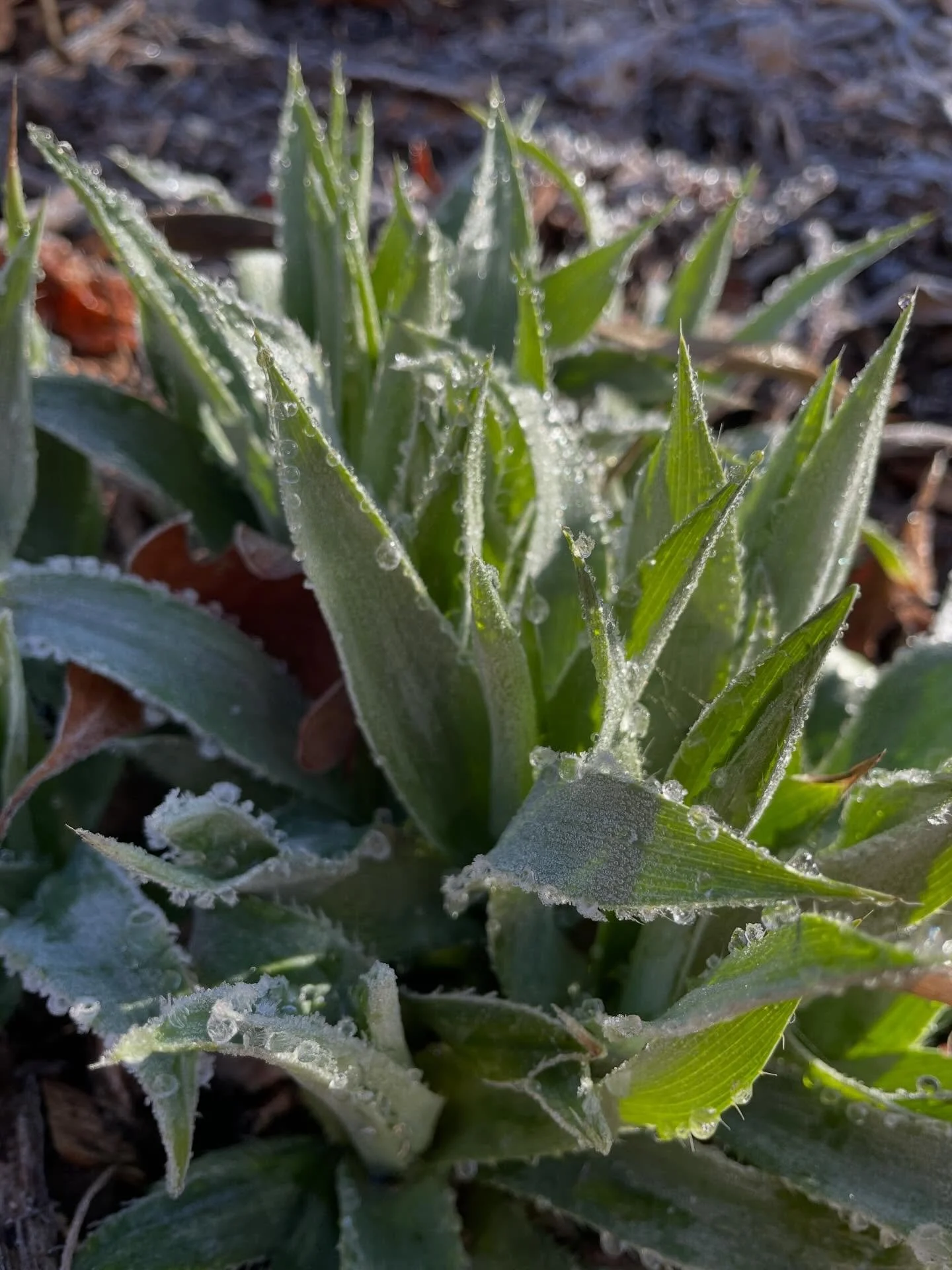 80 to 30F in a day sure feels like mid-March in Carolina.

This frosty morning will be a good time to announce my open nursery days for this spring!
First open nursery is Sunday March 29, in just two weeks!
I will be also be open April 5, April 19, M