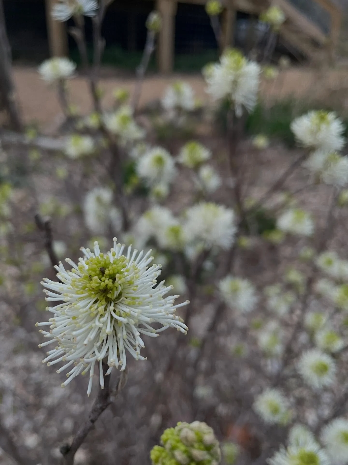 Fothergilla gardenii, dwarf fothergilla, or coastal witch-alder is the first native shrub to bloom in our garden. The bees are asleep now but were busy in the sun this afternoon.

I have this very variety, &lsquo;Mt. Airy&rsquo;, available this sprin