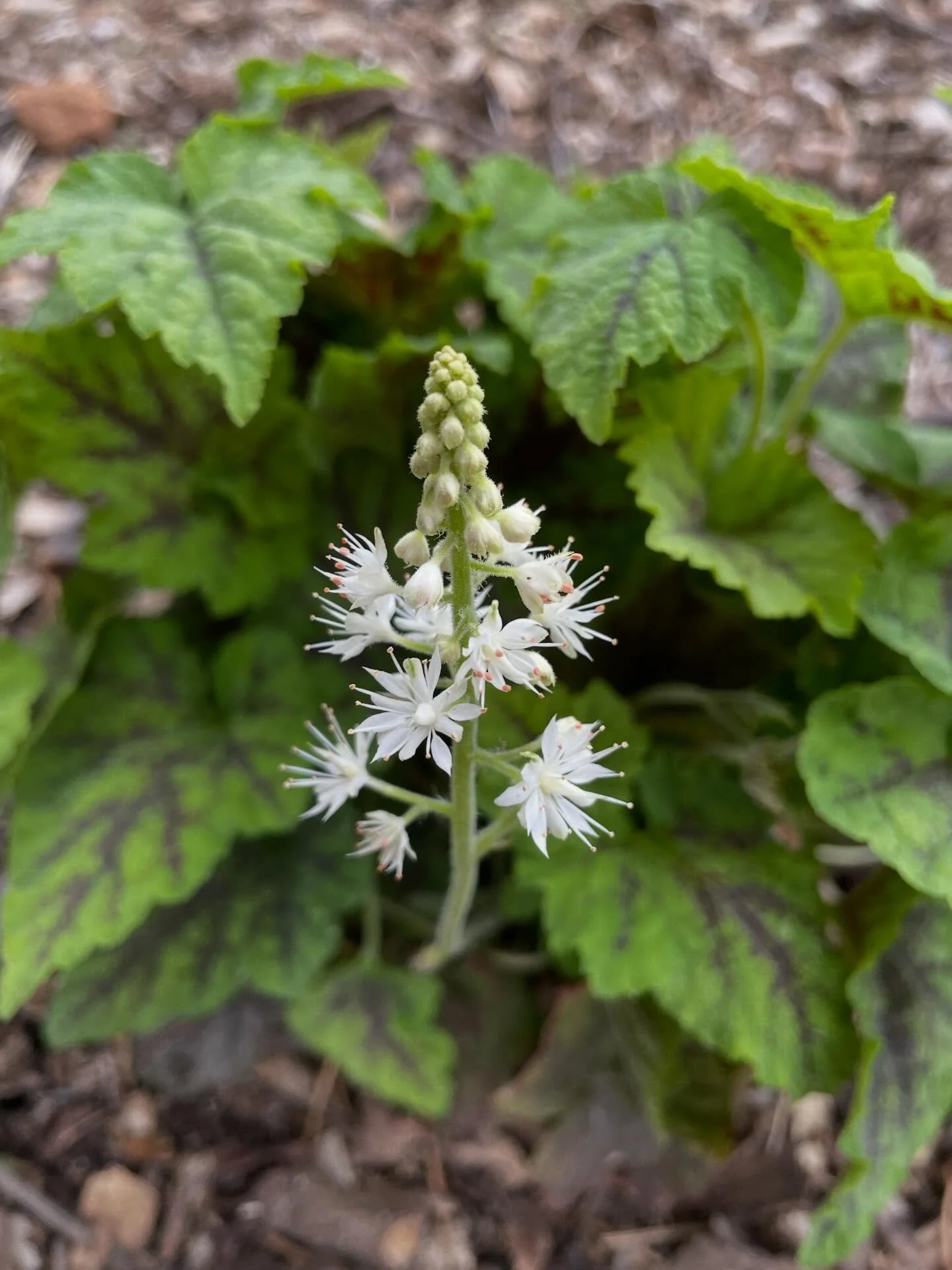 There are good reasons people love to garden in spring! 
It&rsquo;s so nice out, perennials are bouncing back after winter, and finally we can bring some of the more tender plants out of the greenhouse.

This Saturday we will be back on Foster Street