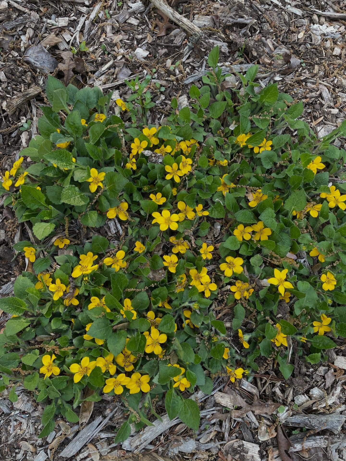 Fearing economic and societal collapse? It seems the empire may fall before you know it and those dollars may become no more valuable than a presidential statement . That&rsquo;s why now is the time to invest in Green and *Gold* (Chrysogonum virgianu