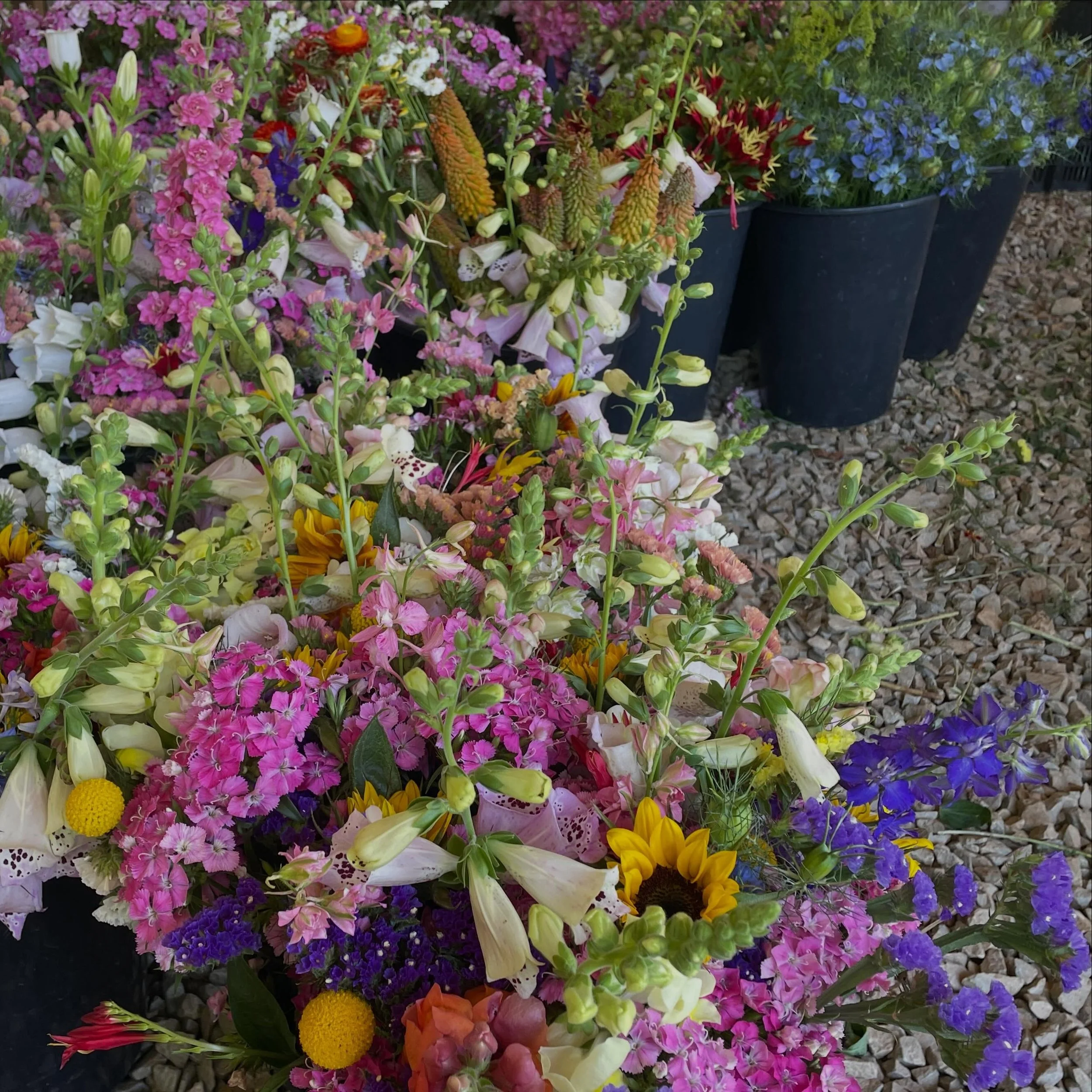 We have the colorful plant reproductive organs @durhamfarmersmarket, so don&rsquo;t leave your momma wanting!

And remember, everyone is a mother to their own microbiome, so treat yourself special this weekend. 💗🫶😘🫃🦠