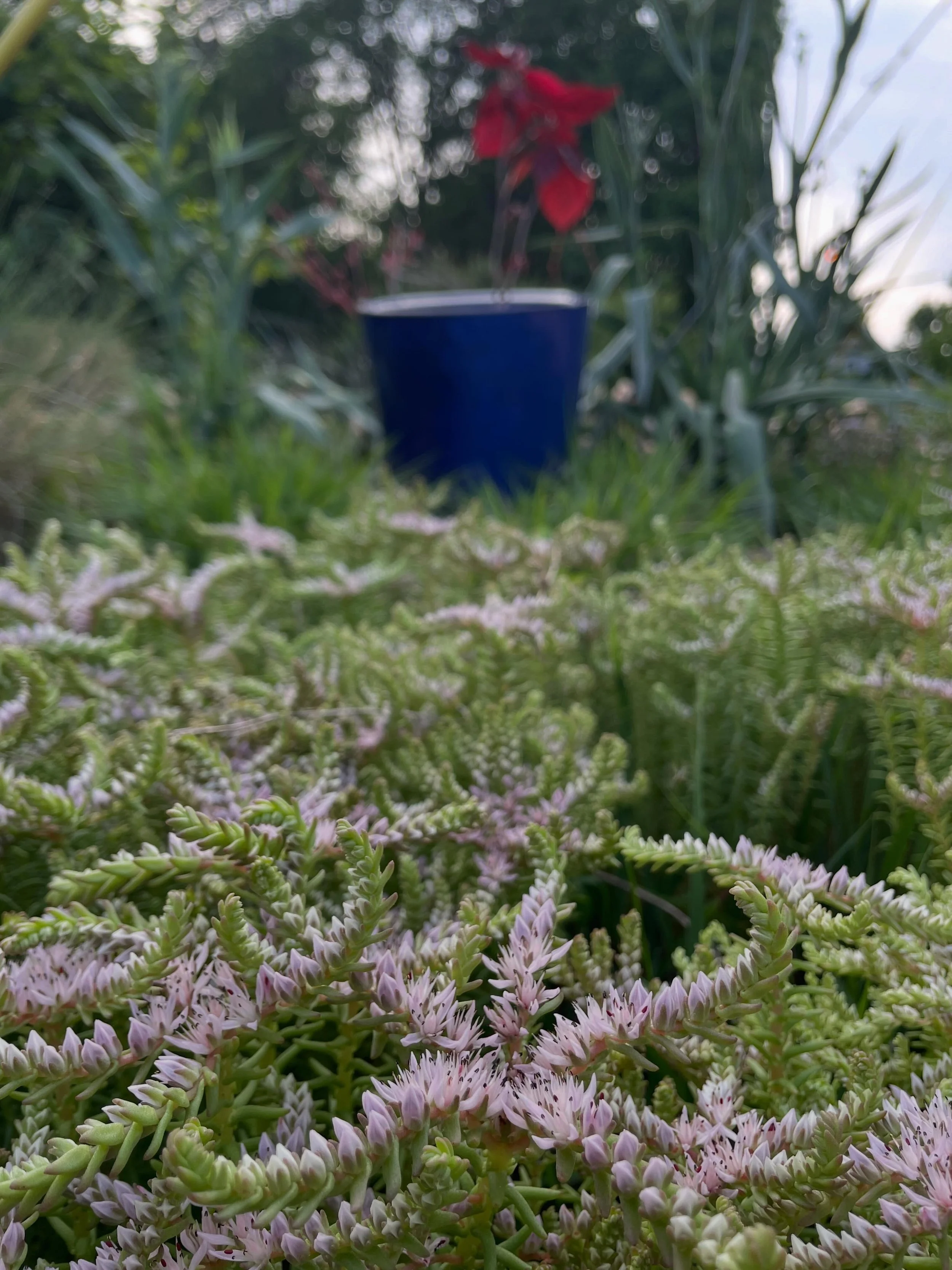 Sunday May 17  10am-4pm
This is your last chance to visit the nursery!&hellip; this May.

More perennials are starting to bloom in the nursery and gardens including this widow&rsquo;s cross sedum. This section of garden was planted last year and has 