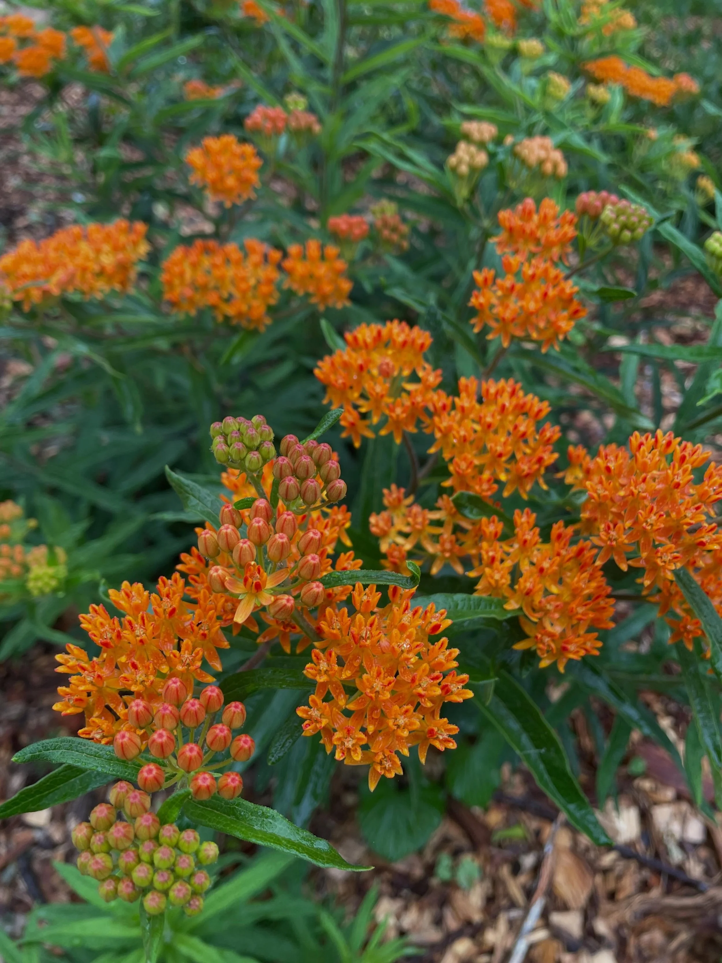 Asclepias tuberosa, butterfly milkweed, one of the most stunning native flowers. Like other milkweeds, it is an important source of food for many butterfly species. 
We will have seedlings of this available at market this week along with many other n