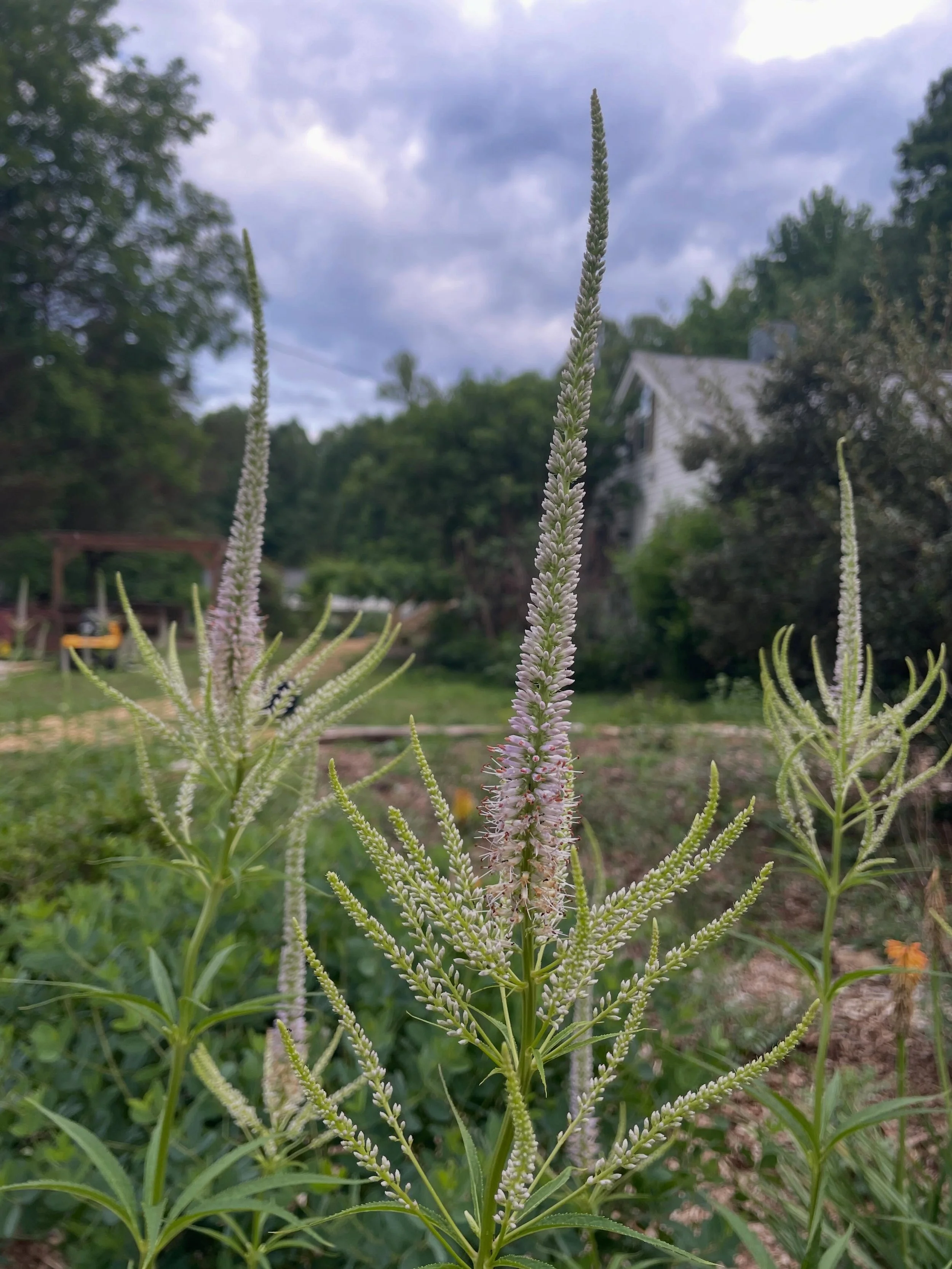Announcing open nursery days for June!
Come visit the nursery and gardens 
Sunday June 7 and 21
10am - 4pm

Also announcing a new newsletter where I will write complete sentences! Sign up at the website in bio