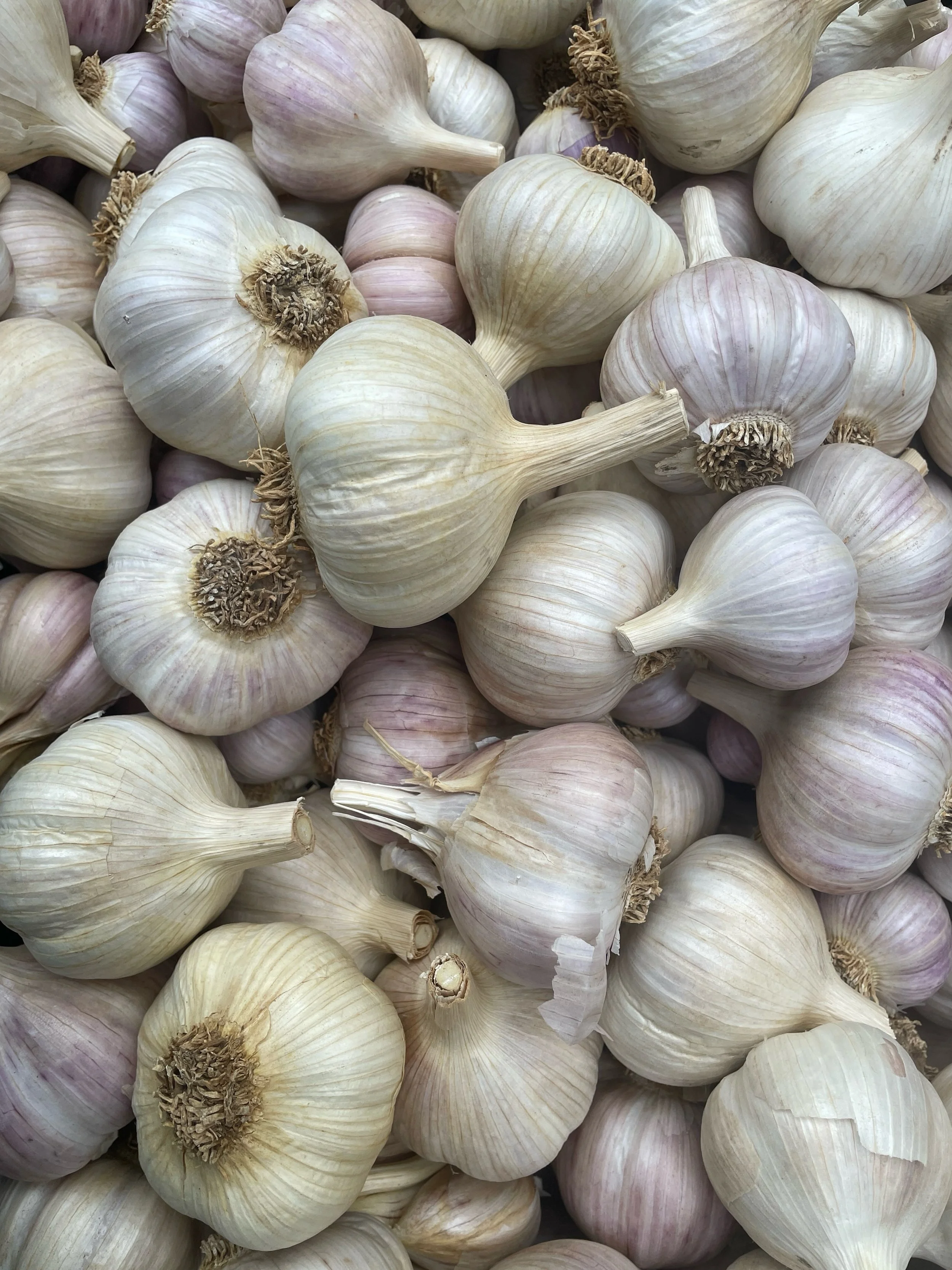 It&rsquo;s Tomato Day at market in Durham this Saturday @durhamfarmersmarket

I don&rsquo;t have tomatoes this year, but I do have a great crop of Georgian Fire garlic, as well as carrots, beets, potatoes, a few peppers, eggplant, basil, cut flowers,