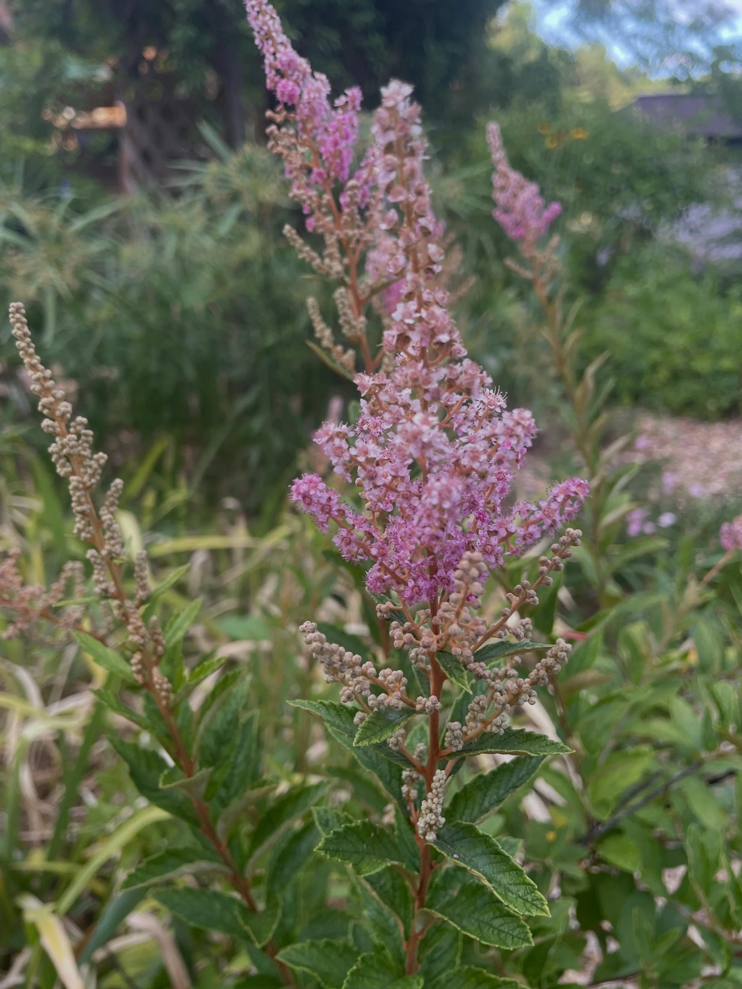 Happy Juneteenth!

This Sunday June 21, the summer solstice and dads day, we will have our last open nursery until September. We will be open 10am to 4pm.

Hope to see you here or every Saturday at @durhamfarmersmarket