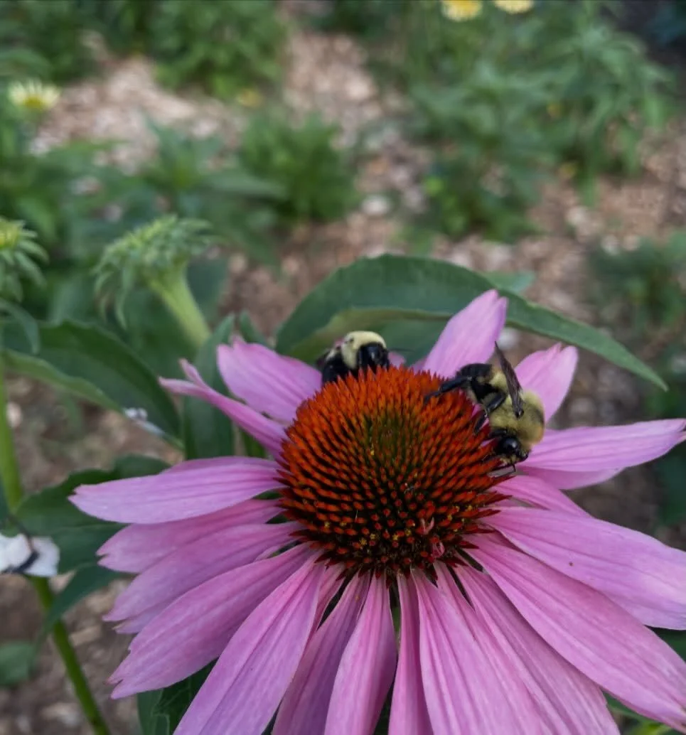 The nursery is open this Sunday June 7 10am - 4pm!