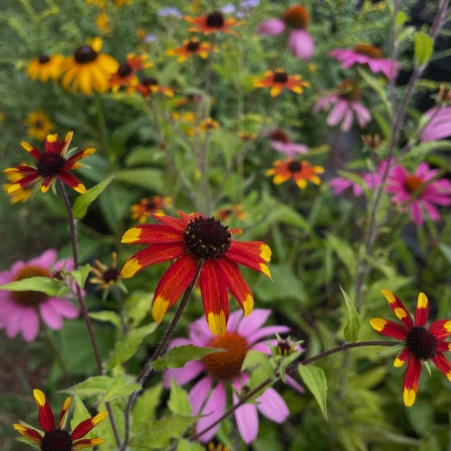 Wow, what a great rain! So glad to get a lot, but not too much. 
If the return of precipitation and this short window of cooler temperatures have you thinking about your garden, check out these beautiful native perennials in bloom at the stand on Sat