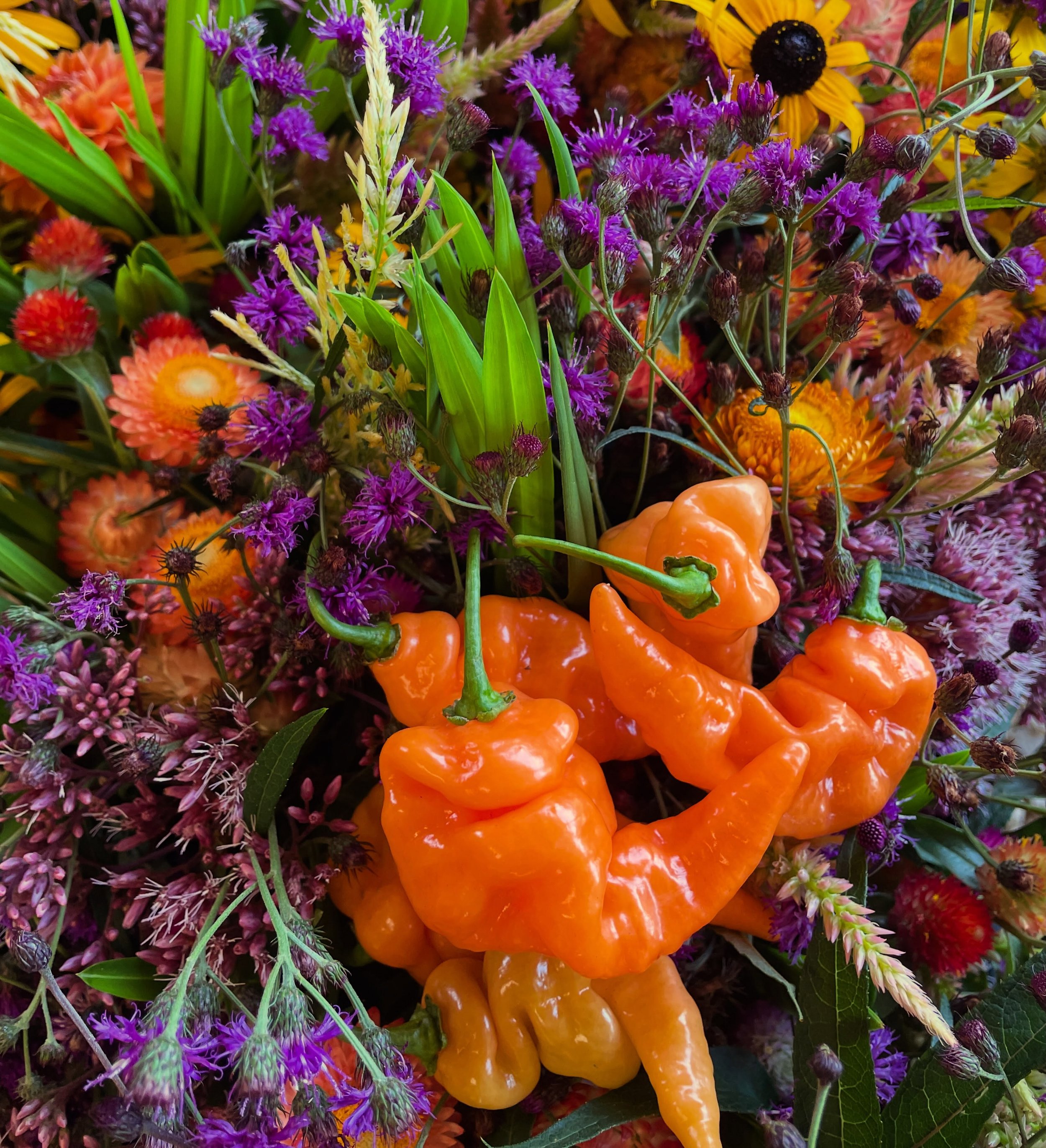 It may be hot in August, but these habanadas are heatless!
Peppers, potatoes, edamame, shiitakes, carrots, beets, eggplant, garlic, flowers, and plants coming to @durhamfarmersmarket this Saturday am!