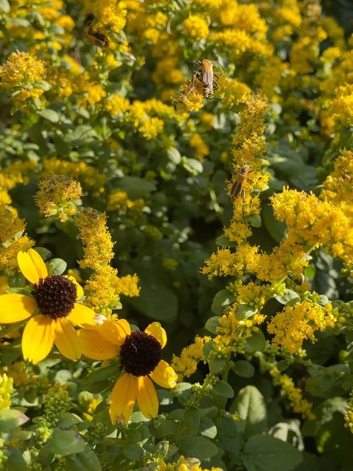 Goldenrod soldier beetles are frenetic in this pretty patch of &lsquo;Golden Fleece&rsquo; Autumn Goldenrod.
This garden area is the first you will see when visiting the nursery. We planted here last just fall, so what has survived in this area is ve