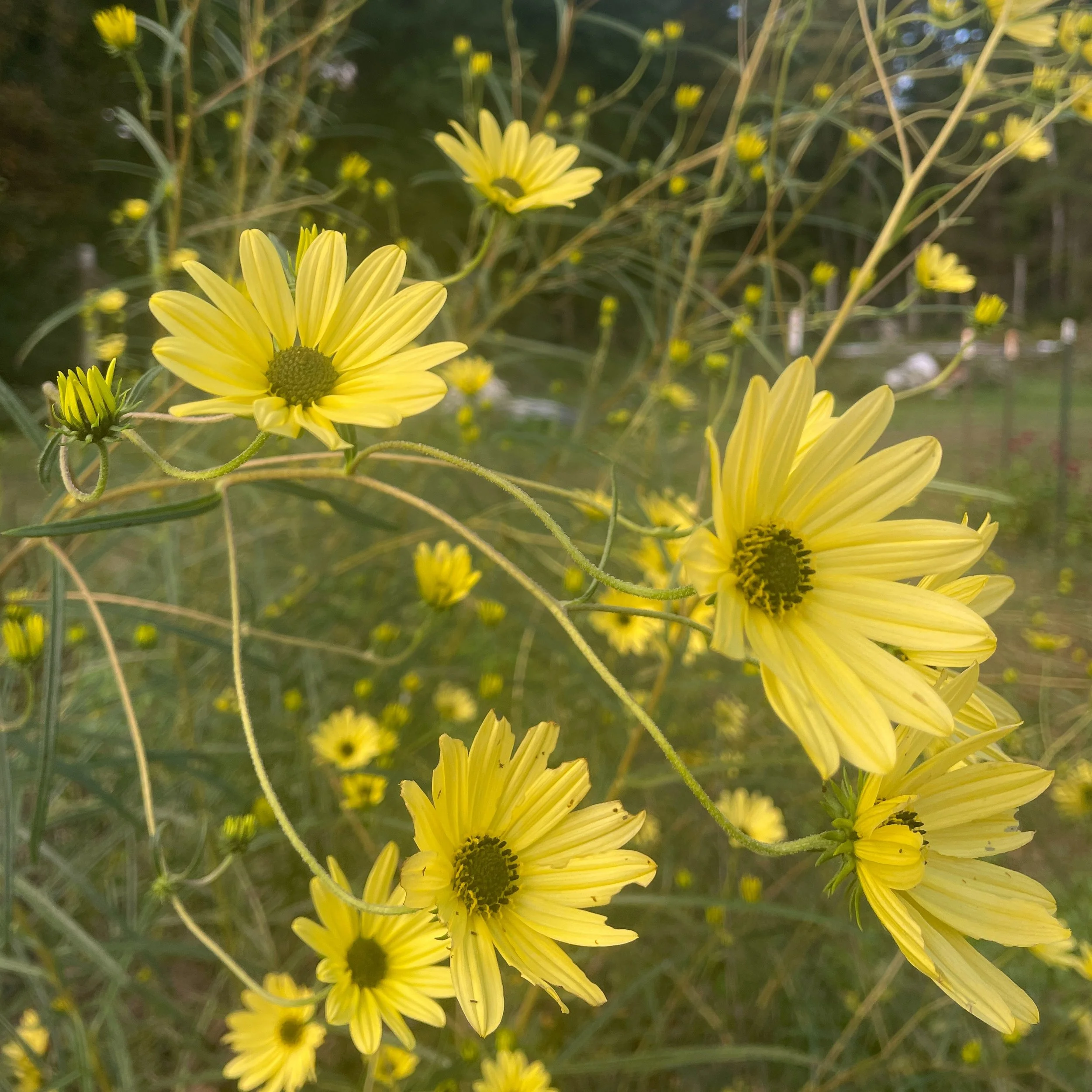 Now is the perfect time to put perennials in the ground, and with the recent rain, conditions are right. So we adding another open nursery day this month!

We will be open this Sunday October 18 and next Sunday October 25. 10am-4pm

Here are some ver