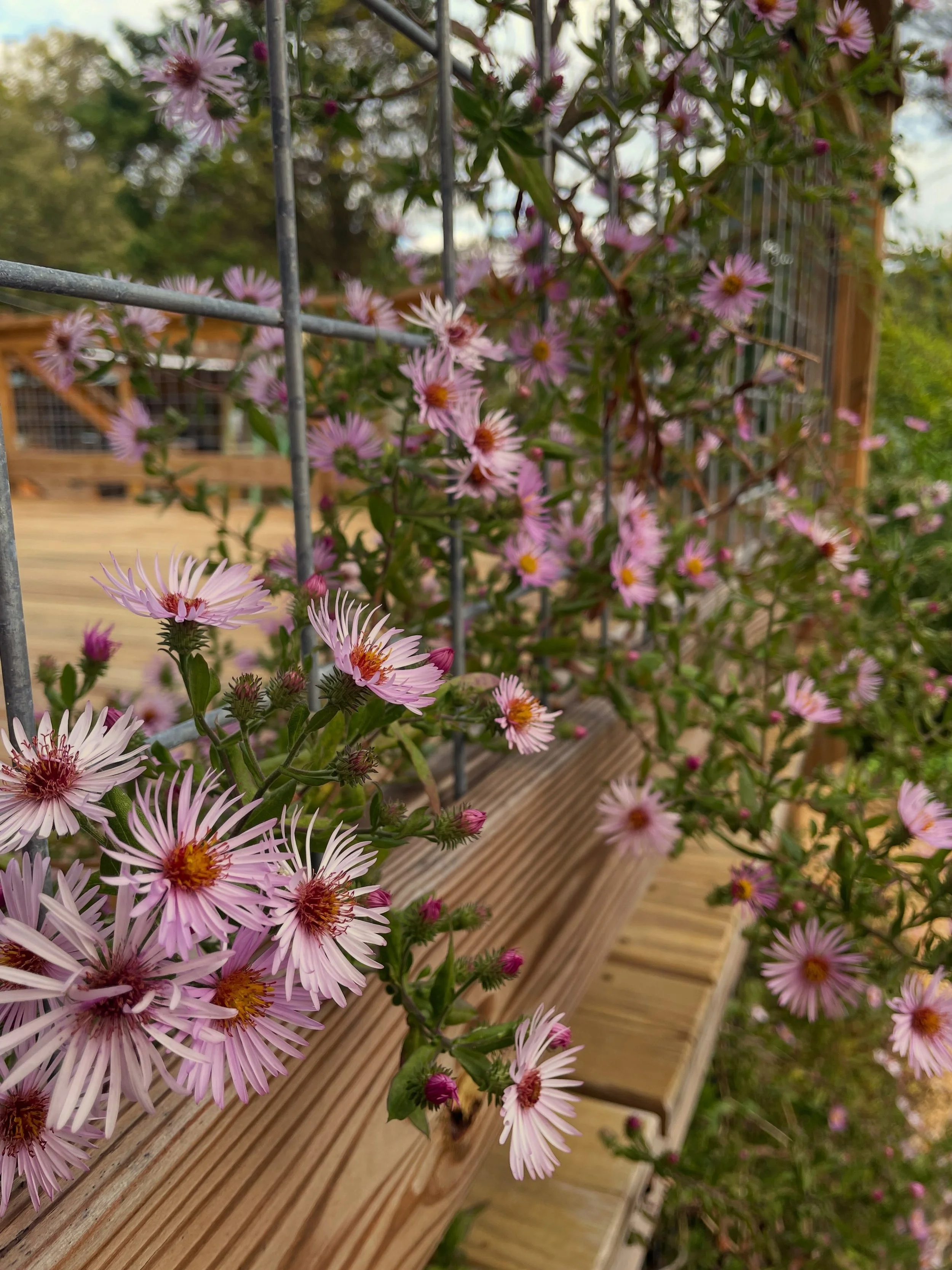 Climbing aster, Ampelaster carolinianus, in full bloom this week. This plant is native to our coastal plain south to Florida, but does equally well in our Piedmont gardens. It does climb, up to 10ft from the ground each year.

Like most of our native