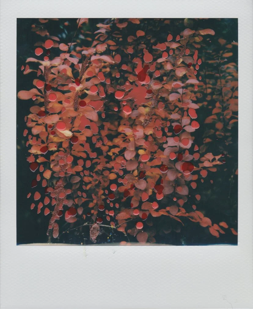 Fall5.jpg