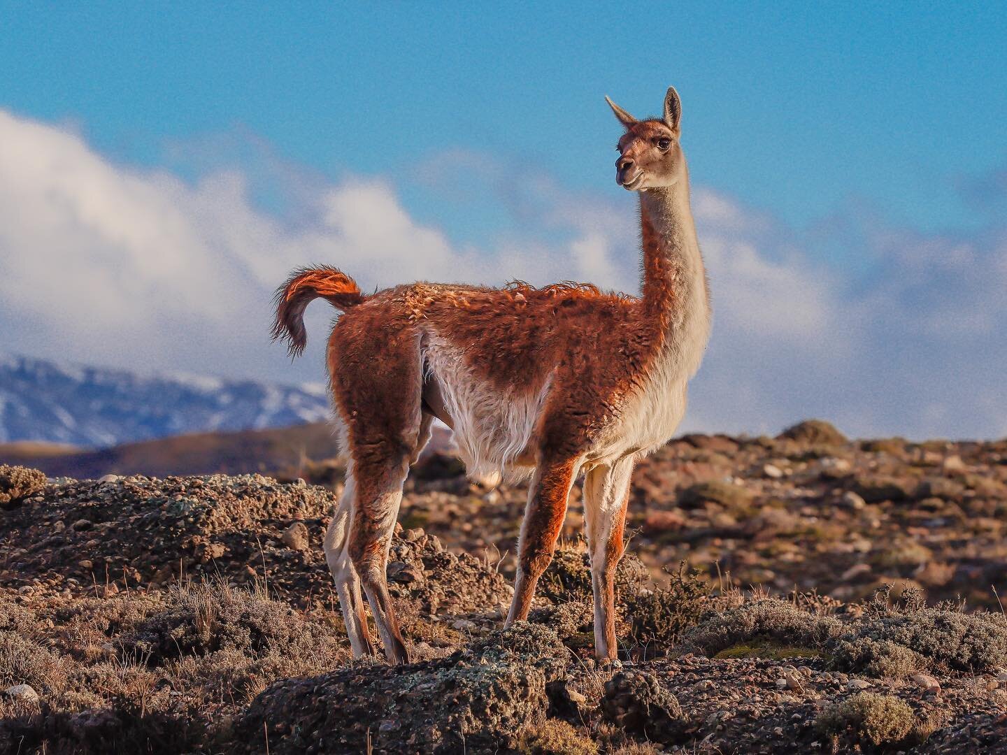 This is a Guanaco. They are not lamas. #notalama #guanacos #guanaco #chile #patagonia #toresdelpaine #animalsofinstagram #canonr5