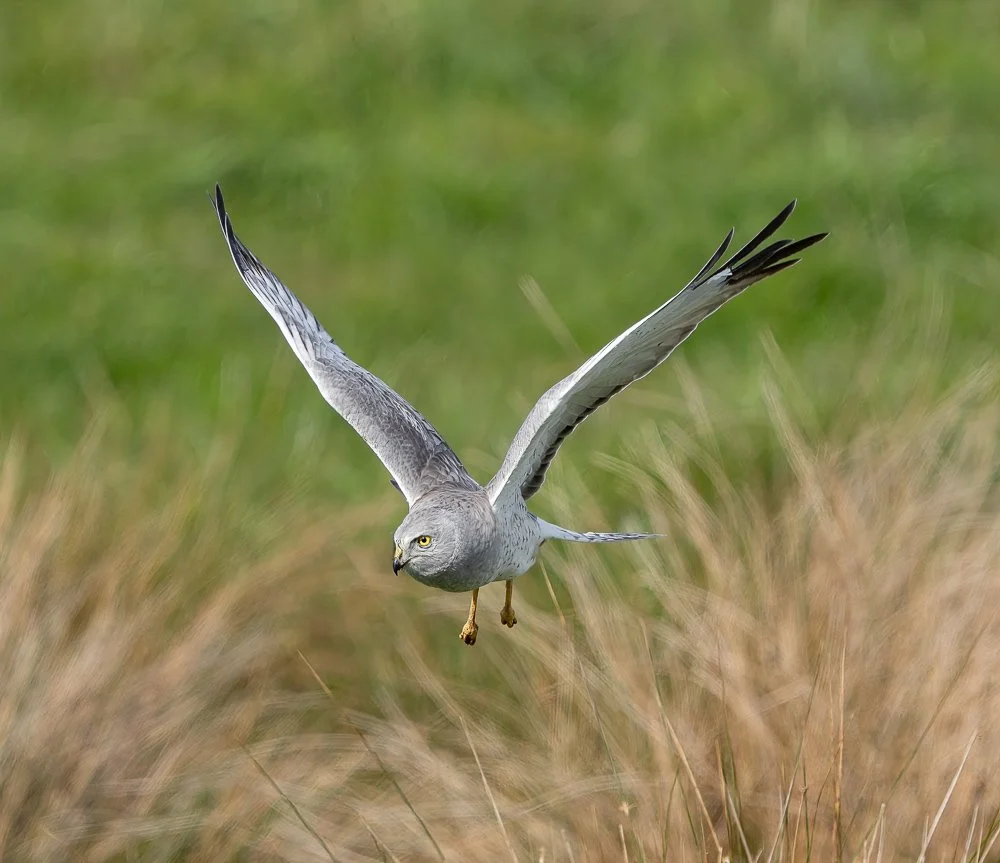 Northern Harrier