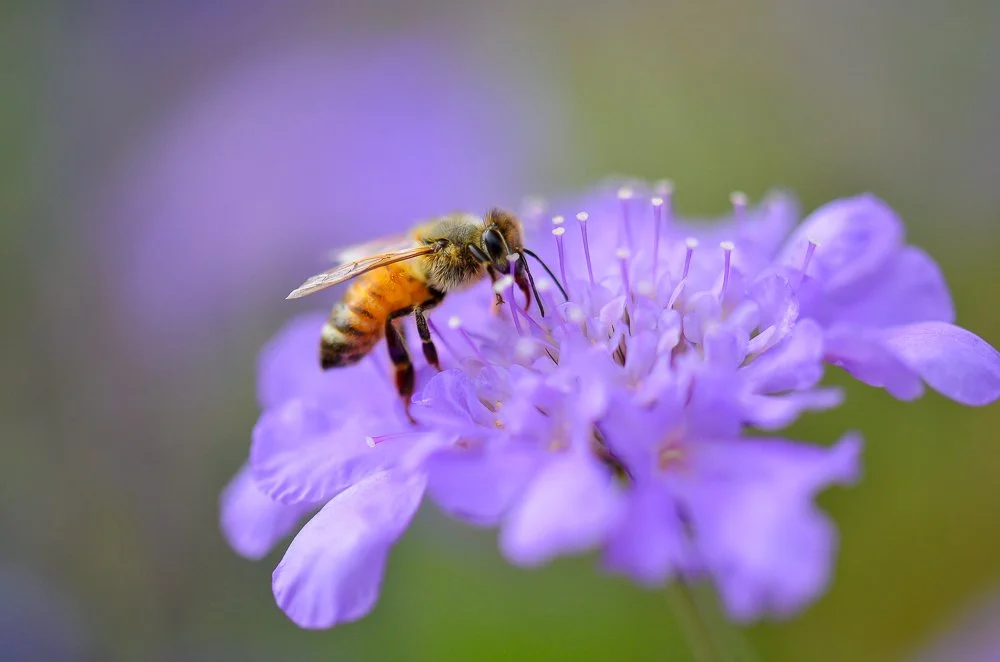 Photographer Rsnethal Macro Photos — Mike Rosenthal Photography