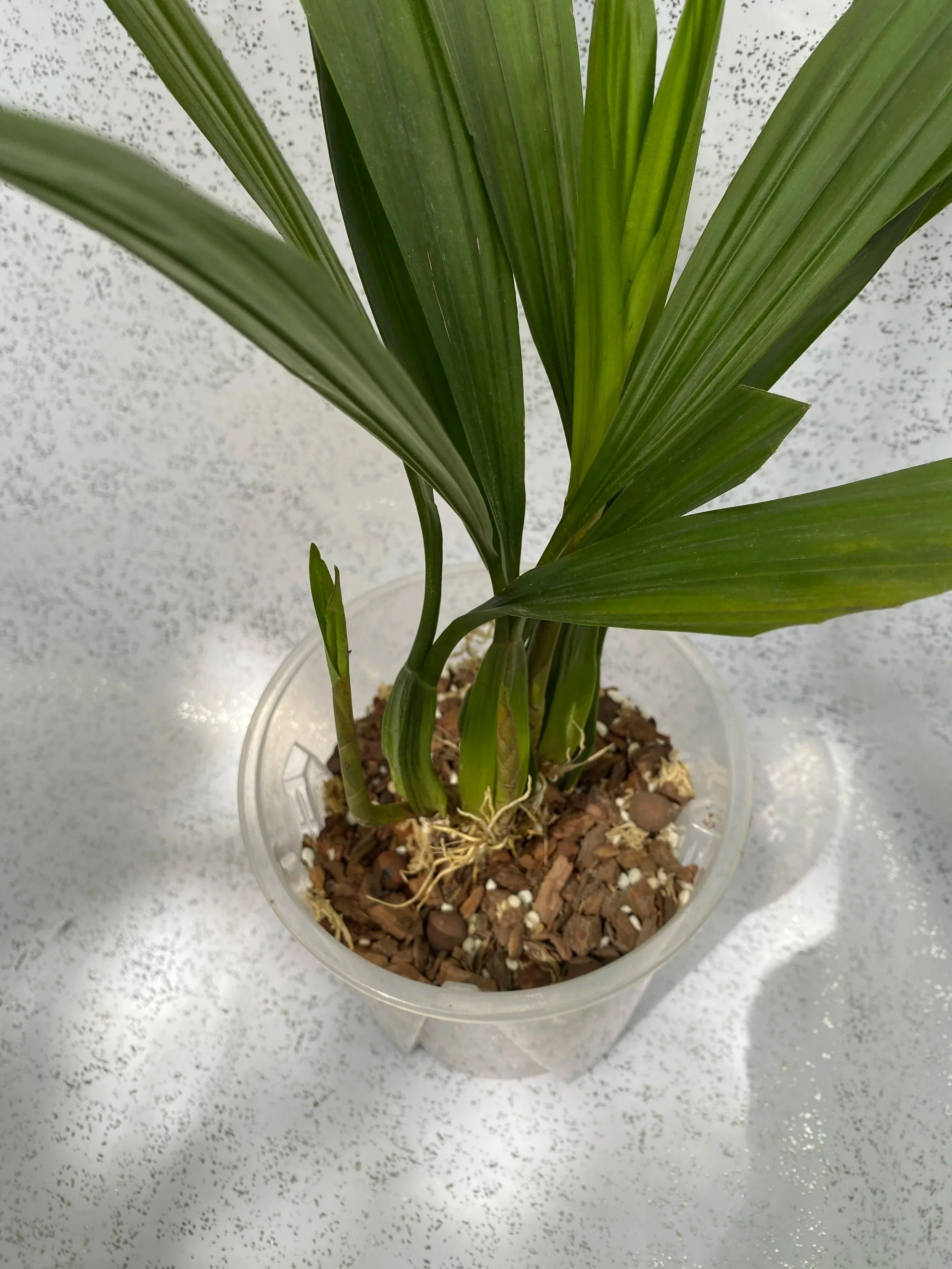 Coelogyne-Mayeriana-in-six-inch-pot.jpg