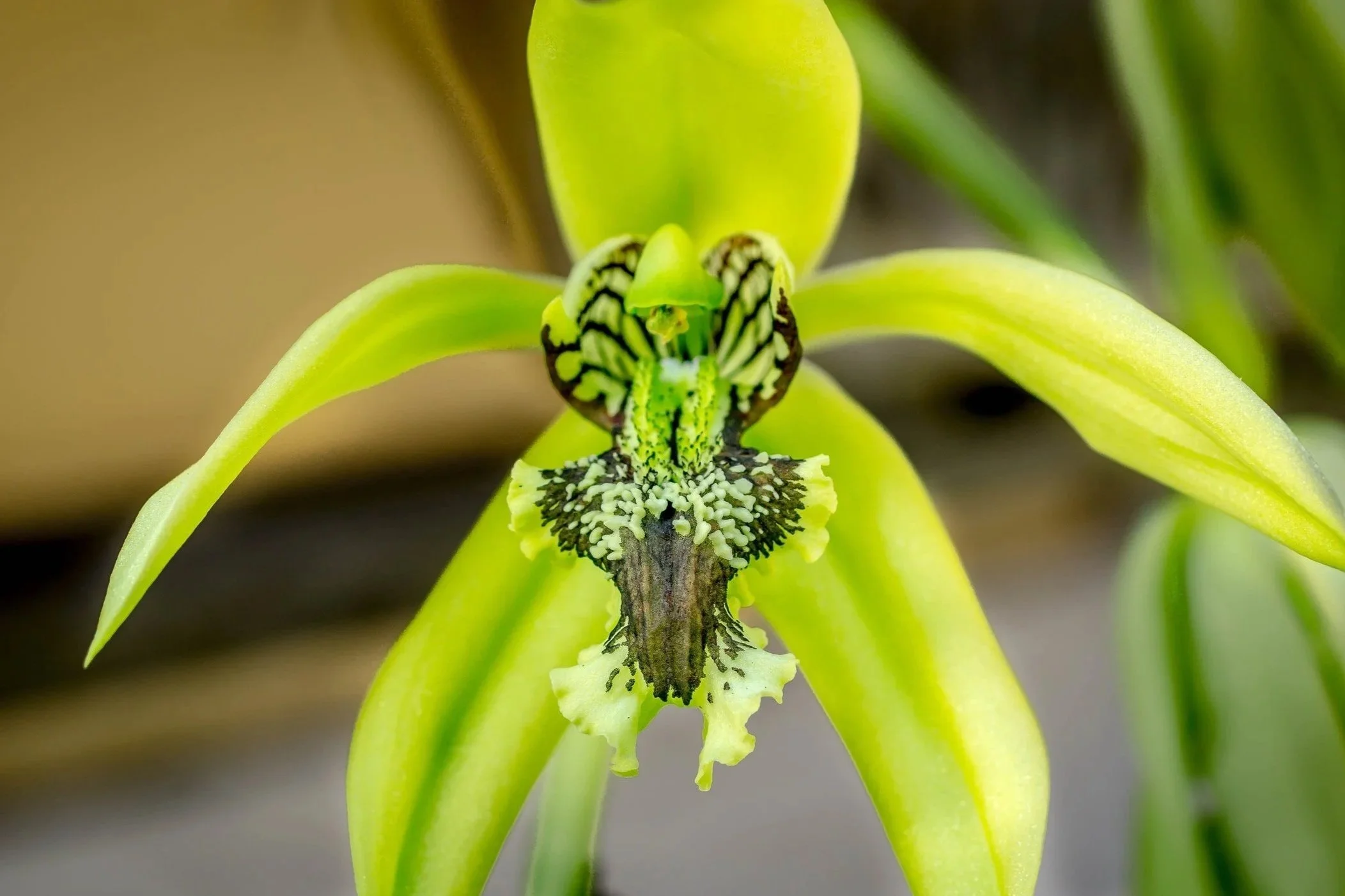 coelogyne-panduraata-spring-green.jpg