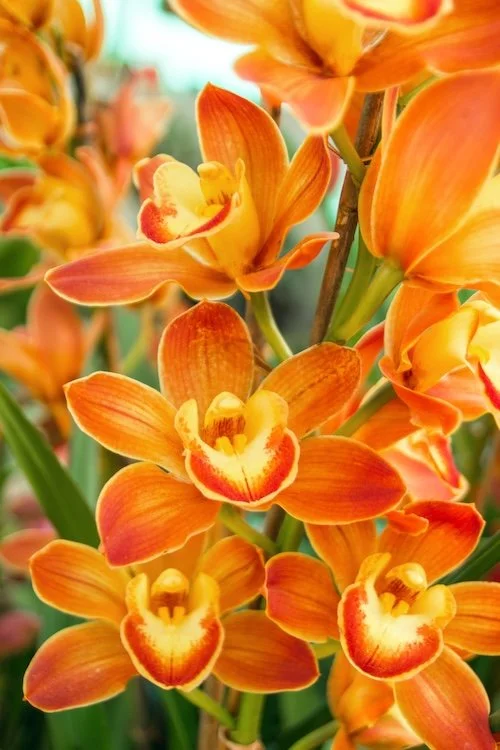 Cymbidium Sunshine Daydream