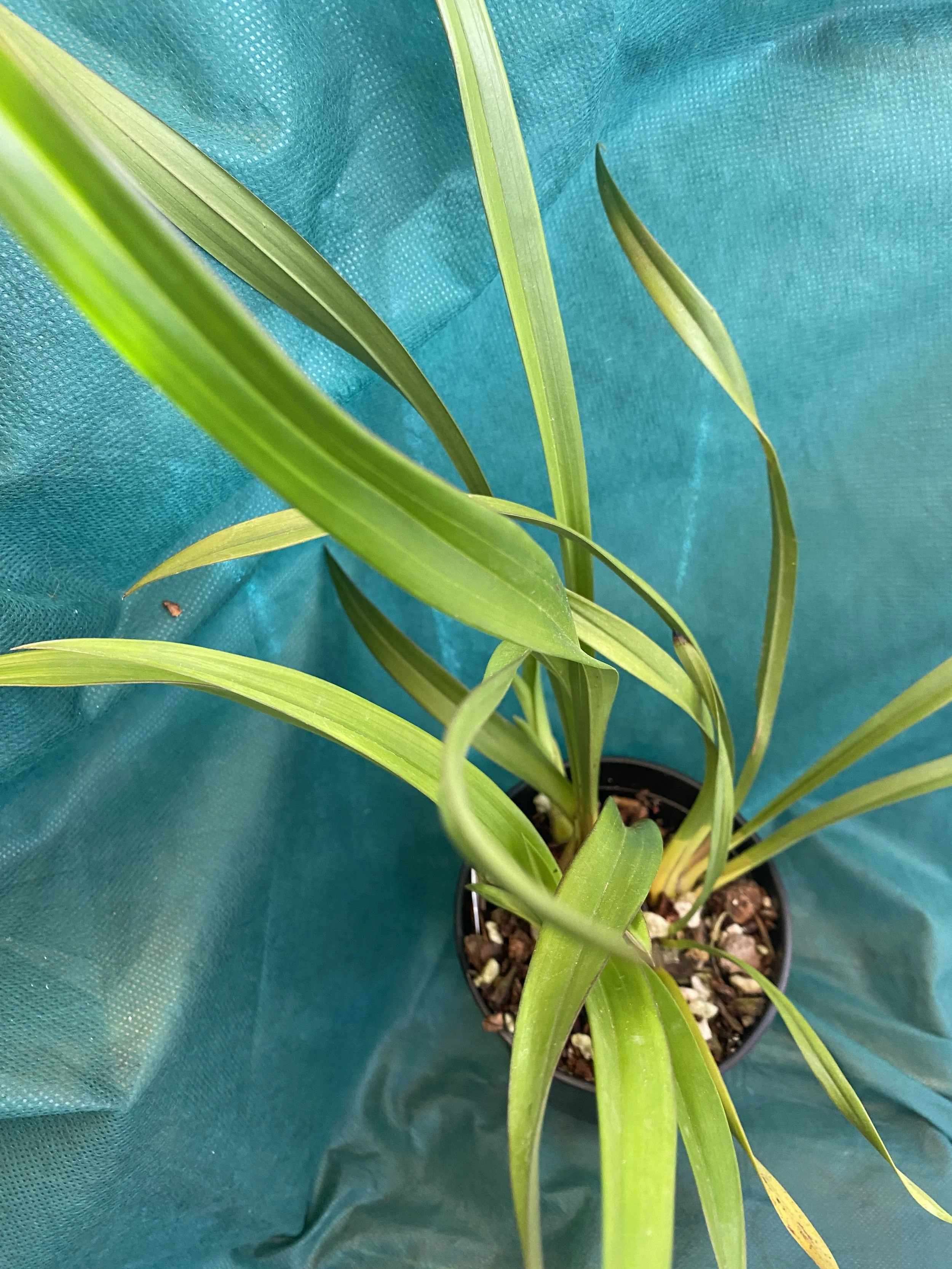 Cymbidium-Rosy-Wine-on-green-cloth.jpeg