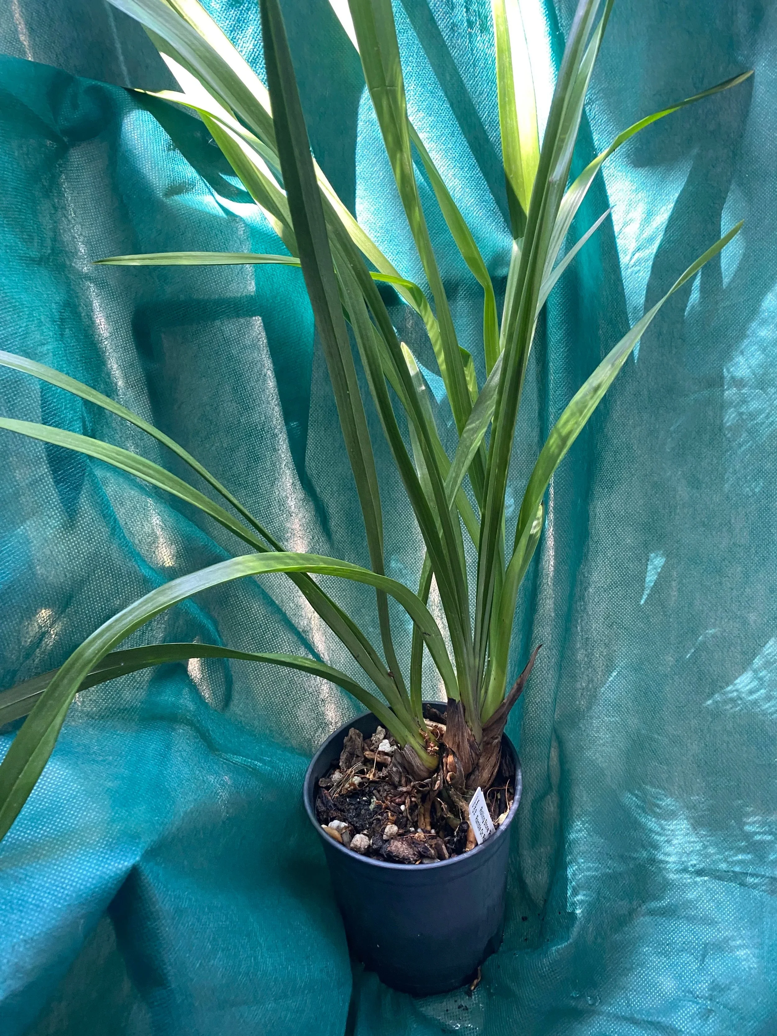 Cymbidium-Rolling-Stone-Rusty-Bucket-x-Ramble-on-Rose-in-five-inch-pot.jpg