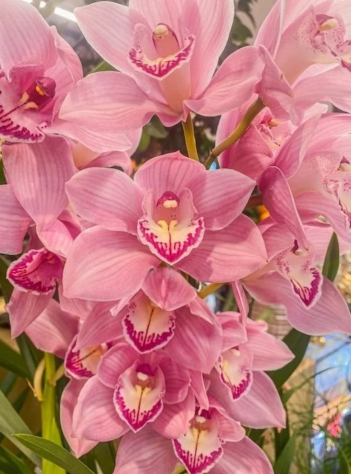 Cymbidium Vanna Rose x Street of Gold