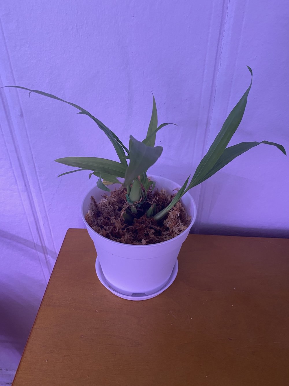 Coelogyne-Sulcata-in-white-pot-on-wooden-table.jpeg